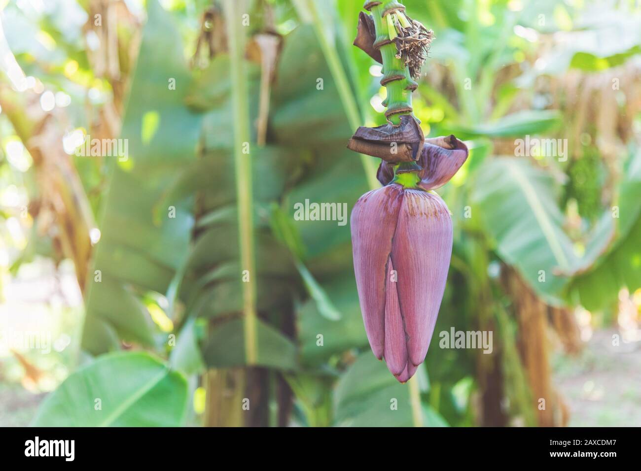 Banana blossom, also known as a banana heart, growing on a tree on