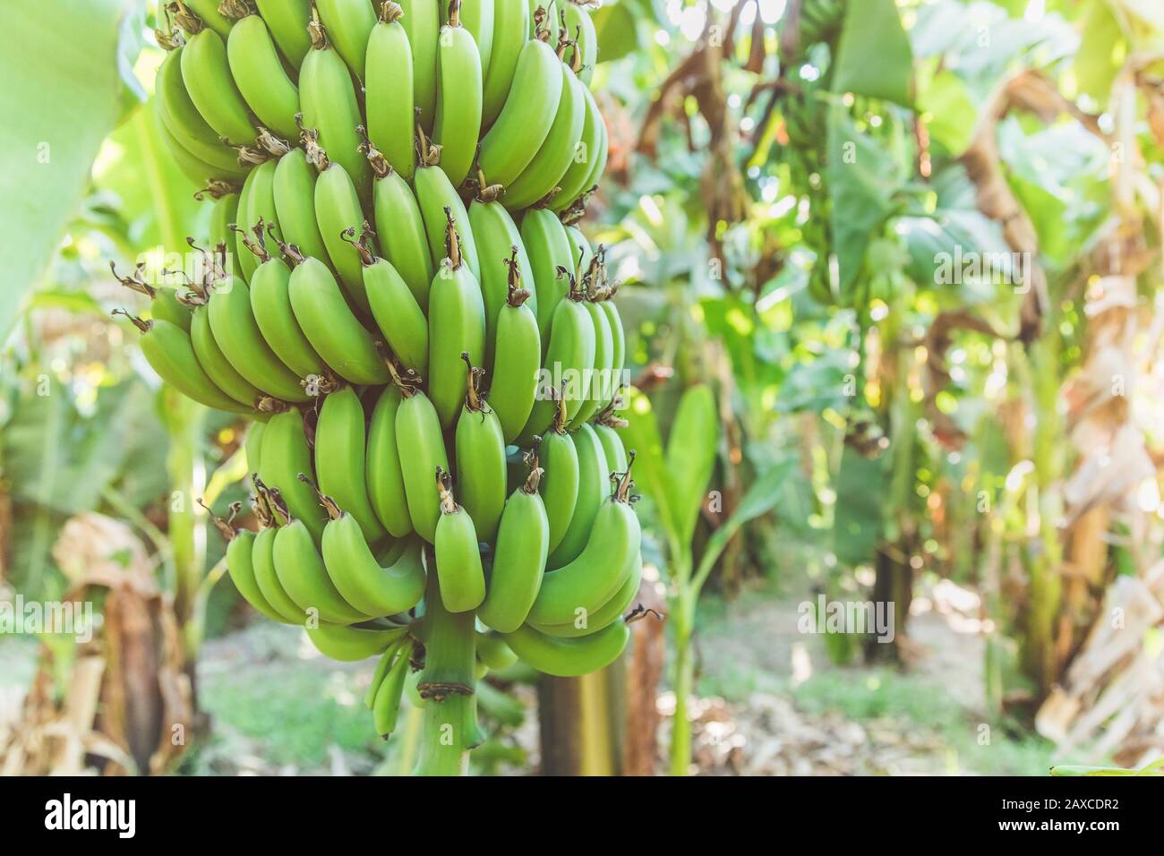 Fresh green bananas growing on a tree on plantation. Sunlight, close up
