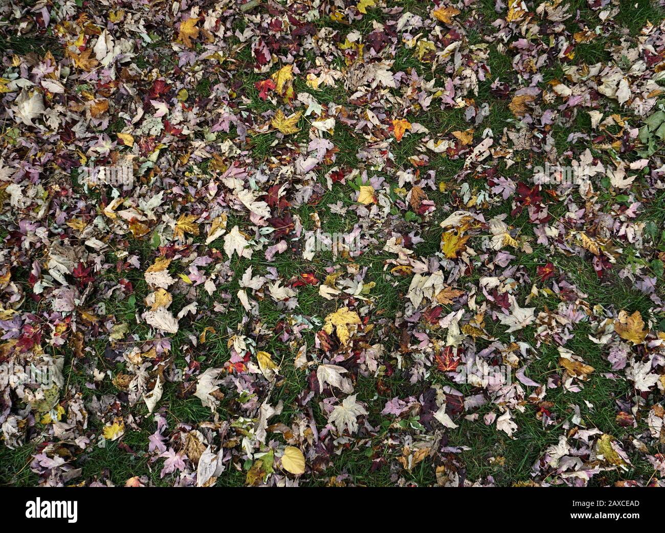 Autumn leaves on the Ground Stock Photo