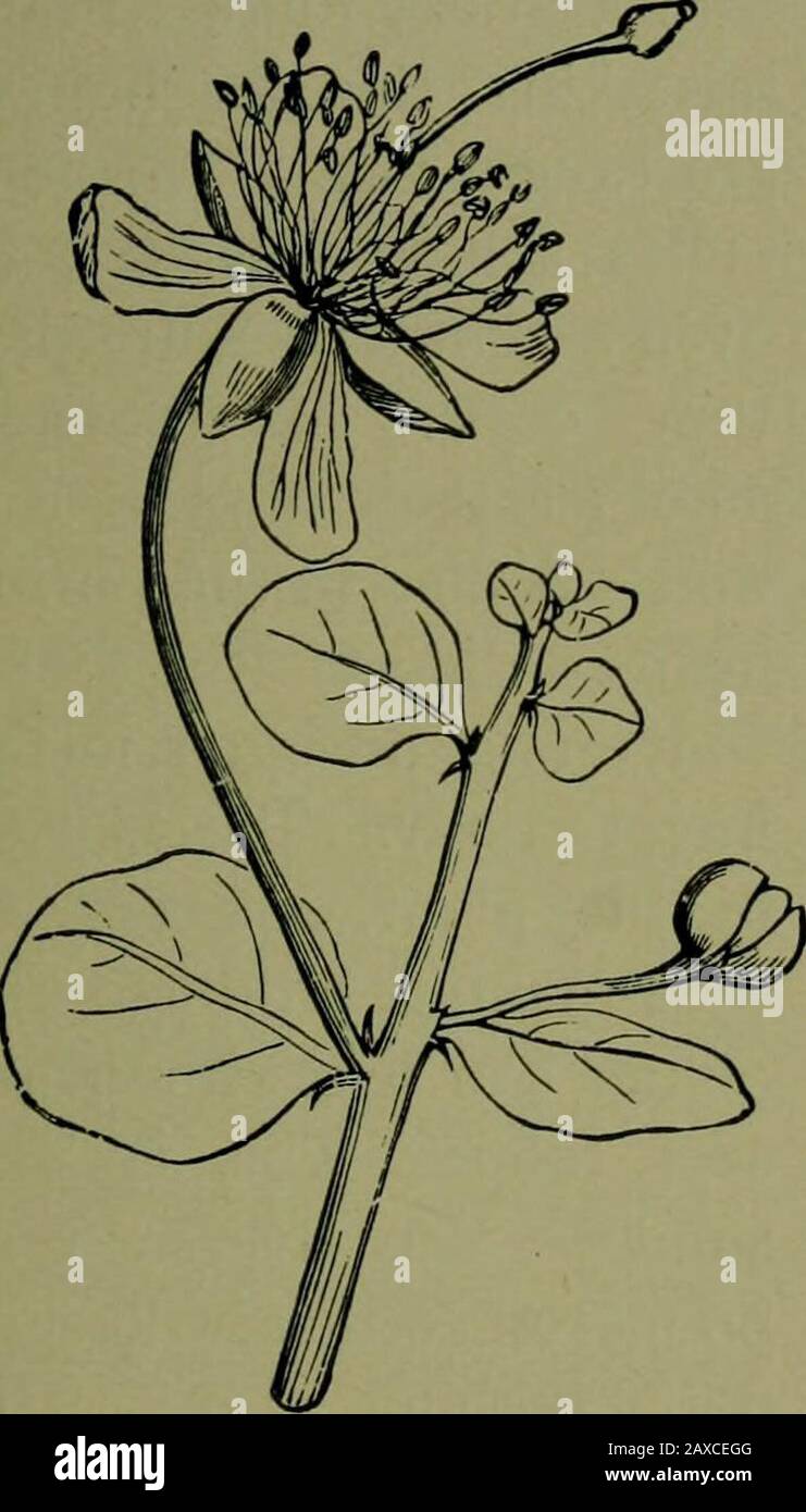 Plants and their ways in South Africa . Fig. 273.—Cadabajuncea, Harv. Maerua.—Berry long, cells i-seeded. Trees with simpleleaves. Natal. Calyx deciduous— Cadaba.—Stamens 4-8, raised with the ovary on a gyno-phore. Cadabajuncea, Harv., is shown in Fig. 271. It is amuch-branched, twiggy, pale, leafless shrub about 2 feet high. Classification of Plants 303 Flowers yellow or purplish. Fruit a long berry with sticky hairs. A Karroo plant formerly called Schepperia in honour of some obscurebotanist whose memory has otherwise passed away . Capparis (the Caper).—Stamens 8-many, on a slightlyraised di Stock Photo