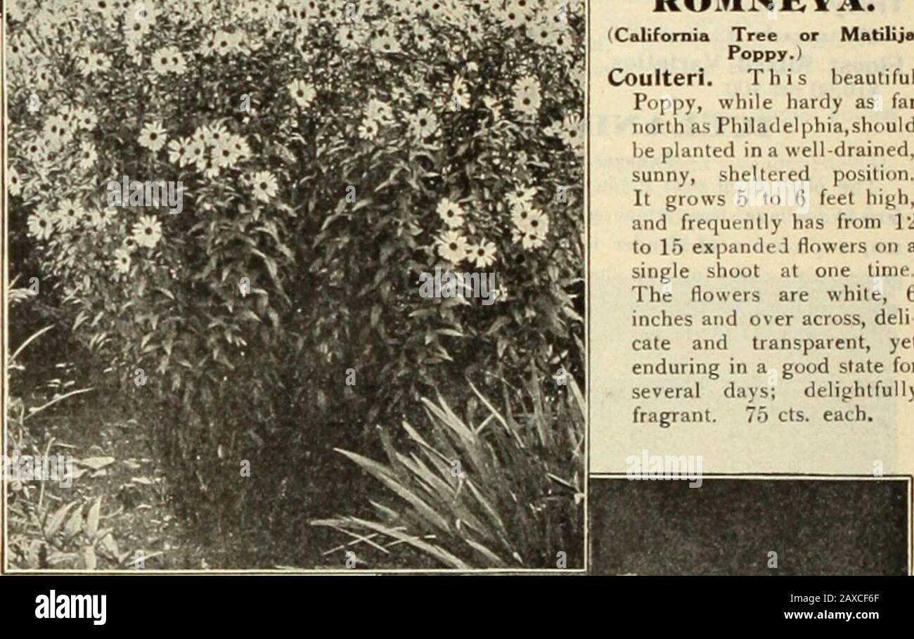 Dreer's garden book : seventy-fourth annual edition 1912 . oz. PYRETHRU&gt;I. Hybridnm Fl. PI. Too much cannot be said in fuor of this grandhardy perennial, which will thrive in any good garden soil where thereis good drainage and full exposure to the sun. The main season ofblooming is in June, but if the old flower stems are removed they willgive a fair sprinkling of flowers in the autumn. Splendid for cutting.We offer choice named sorts in Crimson, Pink and White. .S5 cts. each;$3.50 per doz. One each of the 3 colors, $1.00. Hybridum Single. In choicest mixture. 15 cts. each; $1.50 per doz ; Stock Photo