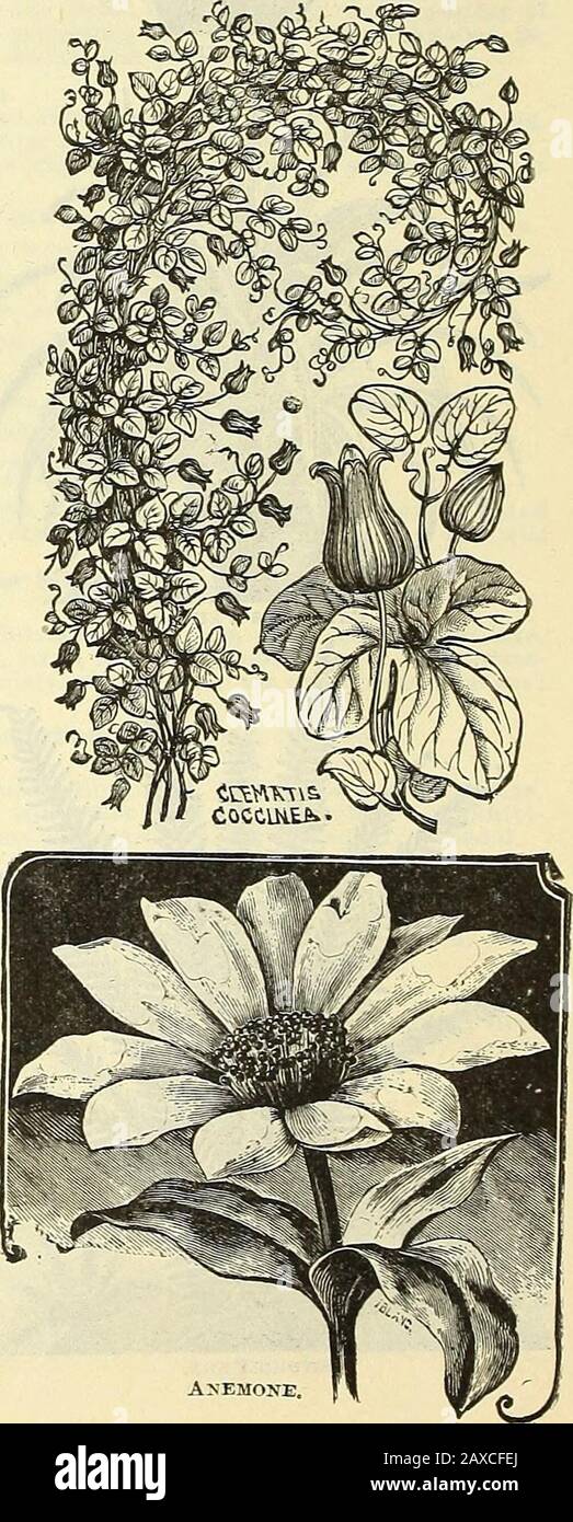 Illustrated hand book : Rawson's vegetable & flower seeds / W.WRawson & Co. . The Cixx.iiiox Vi&gt;e.. Hardy Herbaceous Plants. Each. Achillea Ptarmica, fl. pi. Double, pure white. June to September IS in. §0.20 Alstra?nieria Anrea. Bright orange color. July to September 2 to 3 ft. .25 Alyssum Saxatile (Golden Alyssum). Yel- low. Jlay 6 in. .20 Anemone Japonica Kosea. Fine rose color. September and October 3 ft. .25 Anemone Japonica Alba. Pure white, withyellow centre. September and October, 3 ft. .25 Anthemis Tinctoria. Deep lemon yellow. June to August 2 to 3 ft. .20 Aquilegia (Columbine). S Stock Photo