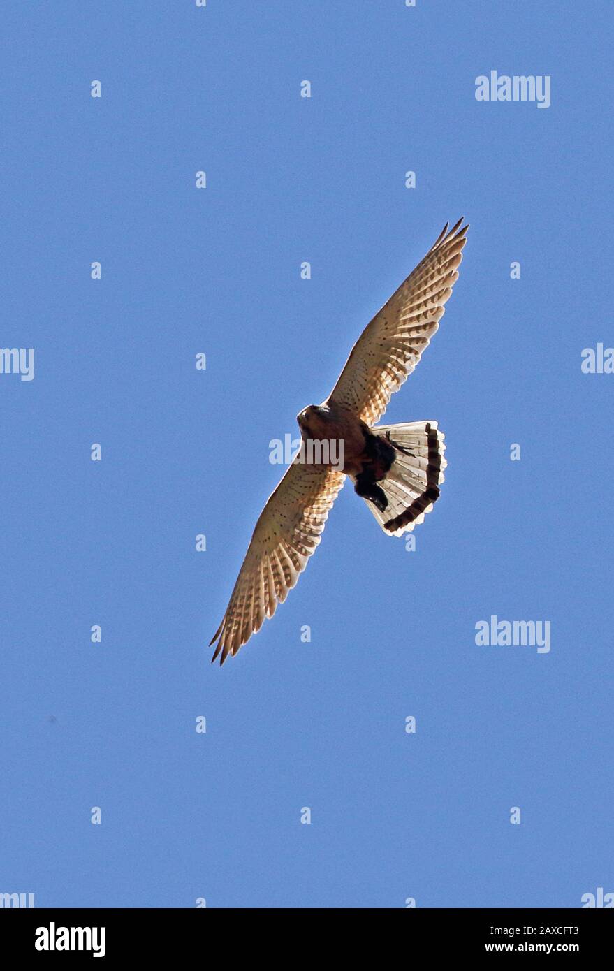 Rock Kestrel (Falco rupicolis) adult in flight with bird prey in talons  Western Cape, South Africa                    November Stock Photo