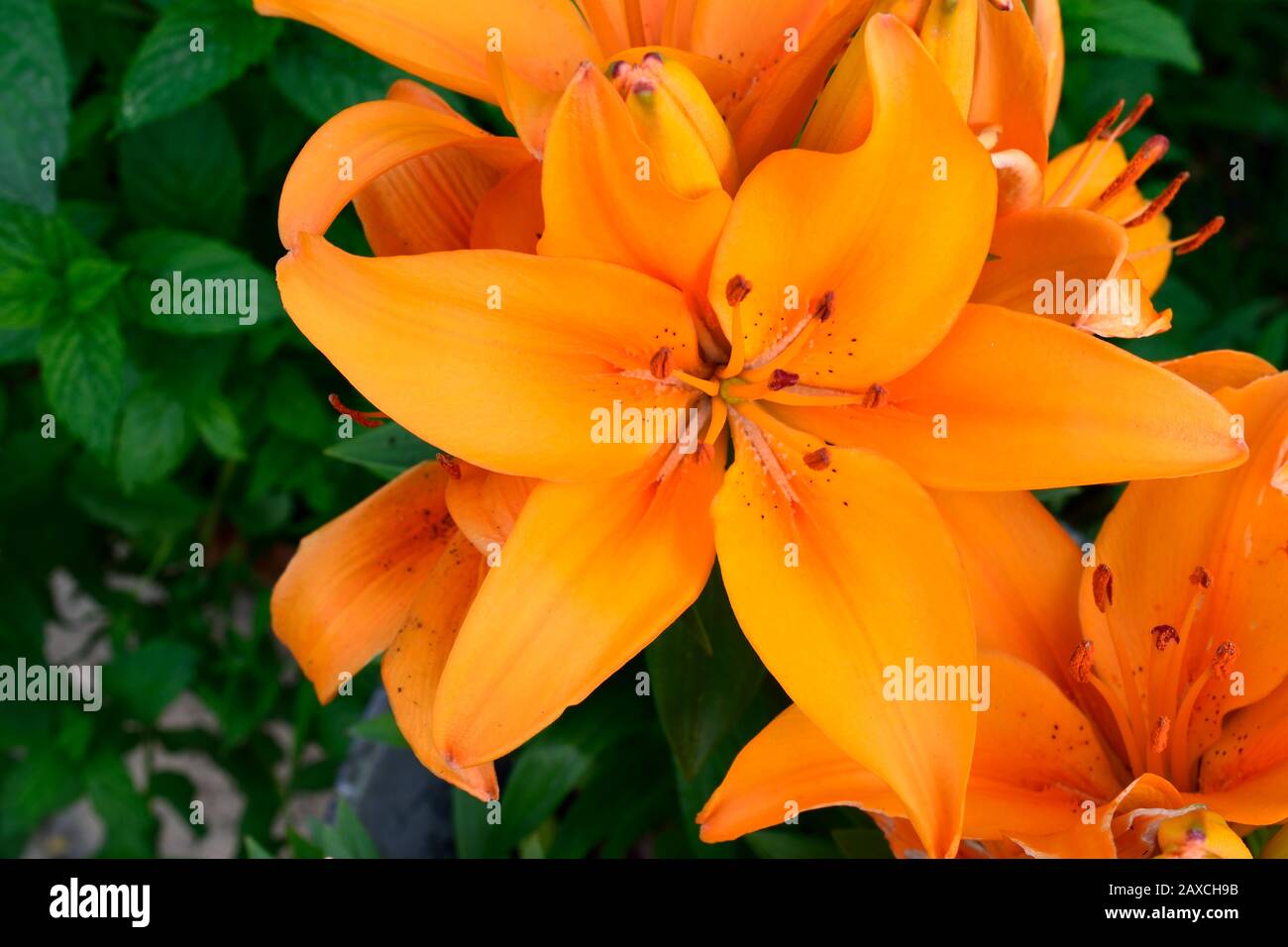 Lily or Lilium. Name Asiatic Lily. Closeup of single orange- yellow flower. Stock Photo