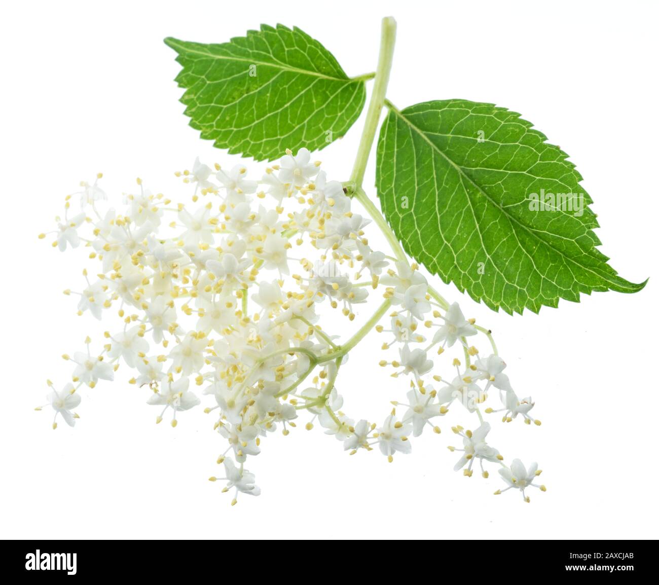Elderberry inflorescence isolated on white background. Stock Photo
