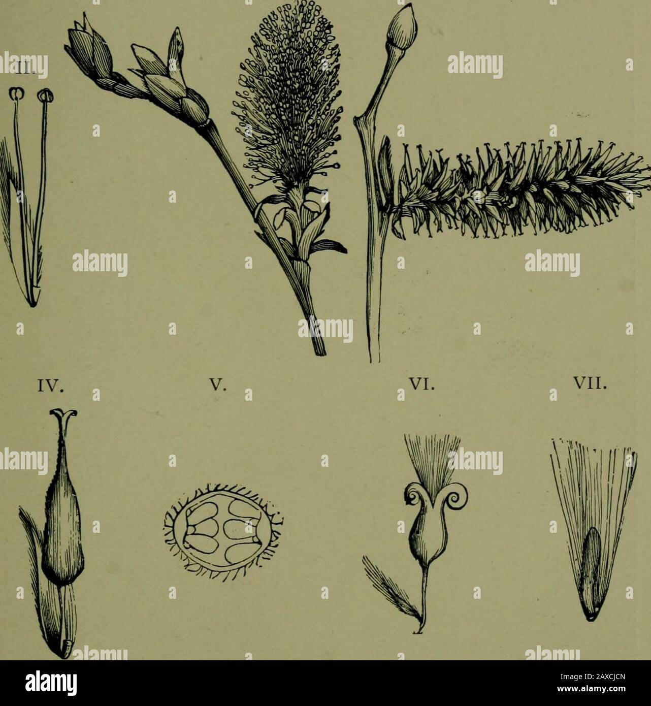Plants and their ways in South Africa . Fig. 255.—A, Catkin or amentum of the Oak. I. Flower of Oak. II.Female flowers. (Both x 3.) (From Edmonds and Marloths ElementaryBotany for South Africa .) The flowers of Willows, Poplars, and Myrica (the Wax Bush) are sub-tended by a single bract. The staminate flowers of the Oak have agreenish 6-parted perianth. The few genera in each order, the simpleflowers and fossil forms, indicate that these orders represent very oldfamilies of flowering plants. Salicaceae.—Flowers dioecious. Capsules containingmany minute seeds. The order contains two genera, Pop Stock Photo