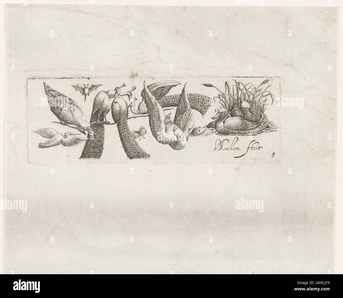 'Acht vogels; Vogels, eenden en drie pauwen, een vleermuis, vlinder en een marter.; print; ornamentprent; 1630; 1630; ' Stock Photo