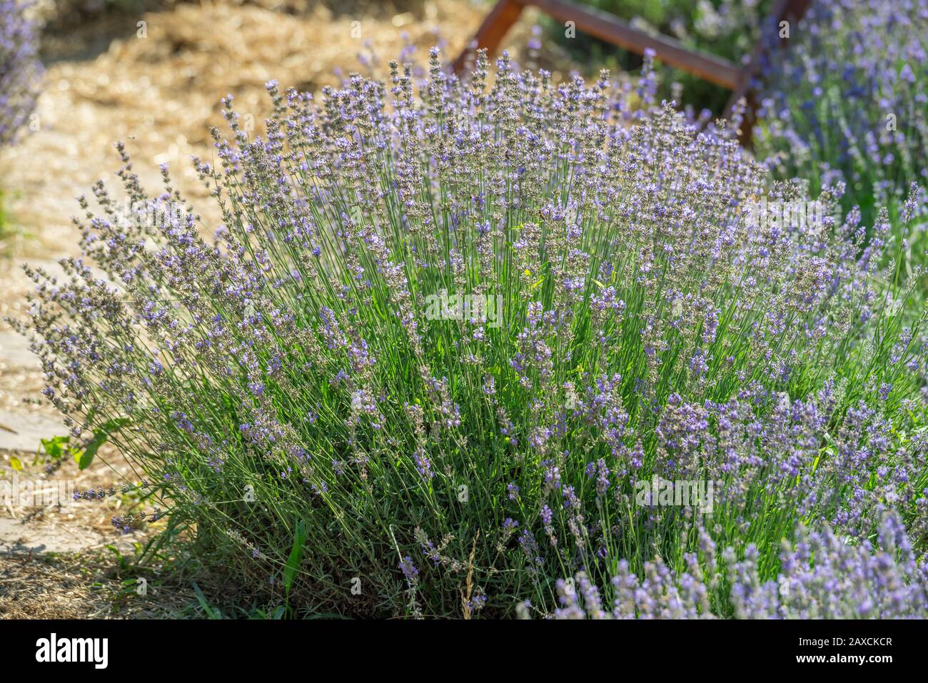 Colorful flowering lavandula or lavender shrub. Nature background. Stock Photo
