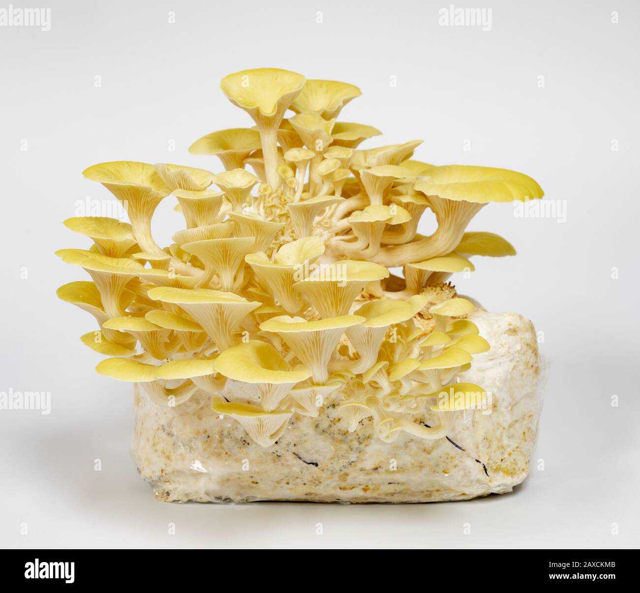 Lemon oyster mushrooms grown on a substrate at home from mycelium Stock