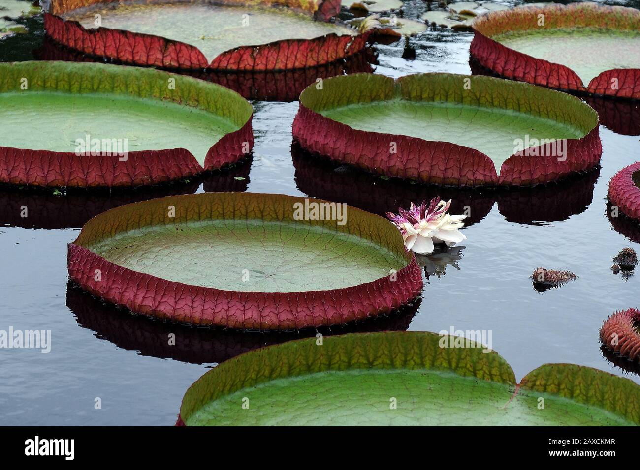 Victoria amazonica lily pad with white water lily Stock Photo