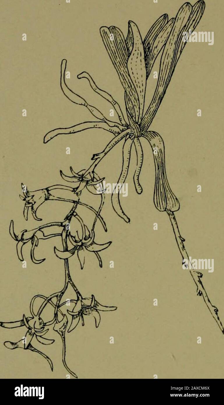 Plants and their ways in South Africa . Fig. 249.—Polystachya Otfoniana, Reichb., an epiphytic genus with tuberi-form stem bases. The flowers are yellow. delicately tinged with purple. Leaf solitary, radical, flat on the soil. B.pectinata, R. Br., extends from the Cape peninsula to Grahamstown.Flowering in November and December. Satyrium is distinguished from other Orchids by the twospurs of the hood-shaped lip at the back of the fiower (i.e.next to the stalk). The sepals and two petals form the lowerportion of the flower. The anther is in front, as the ovary is 2/8 Plants and their Ways in So Stock Photo