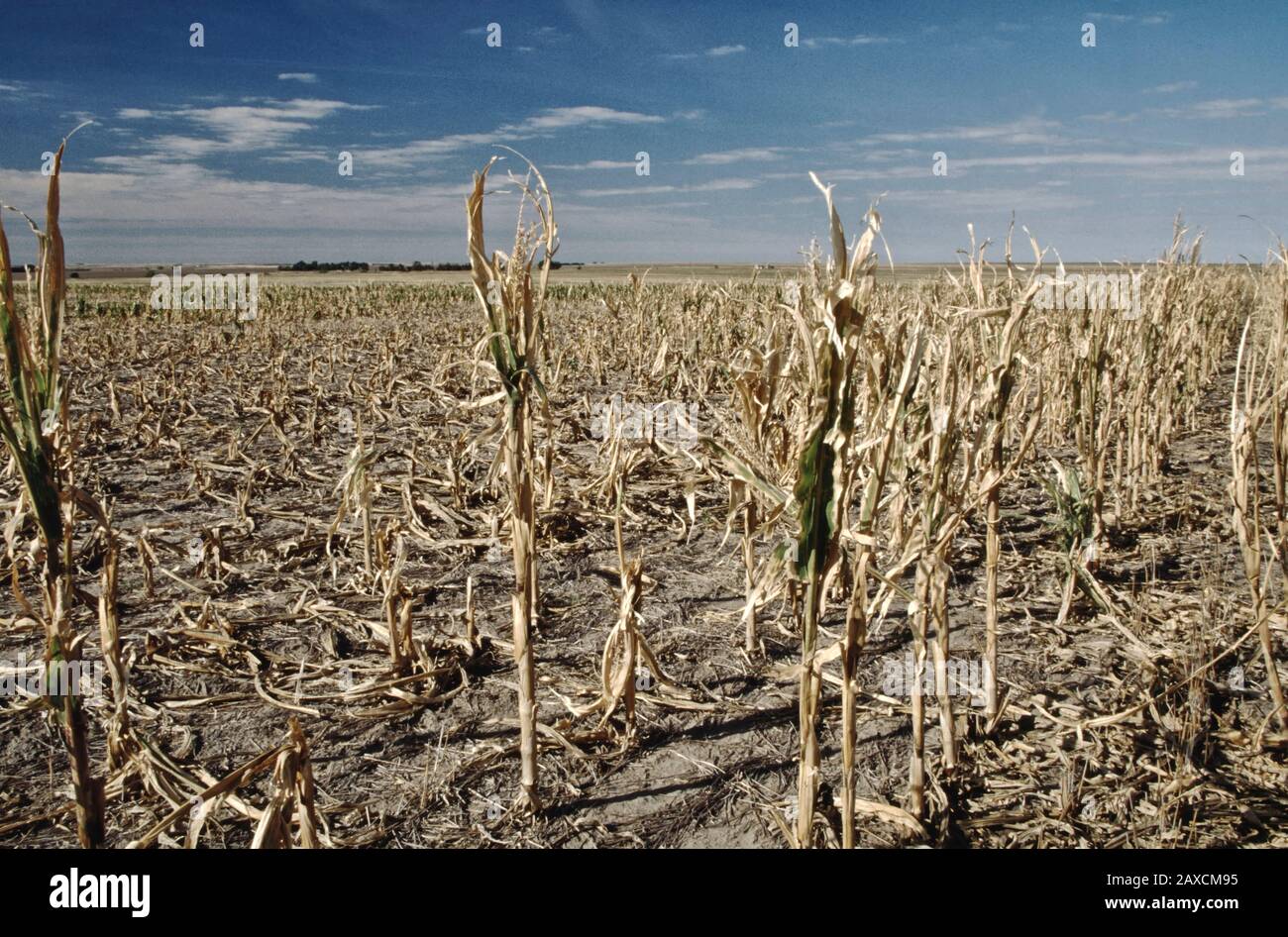 Corn field 'Zea mays', crop failure due to drought & hail storm damage,   Nebraska. Stock Photo