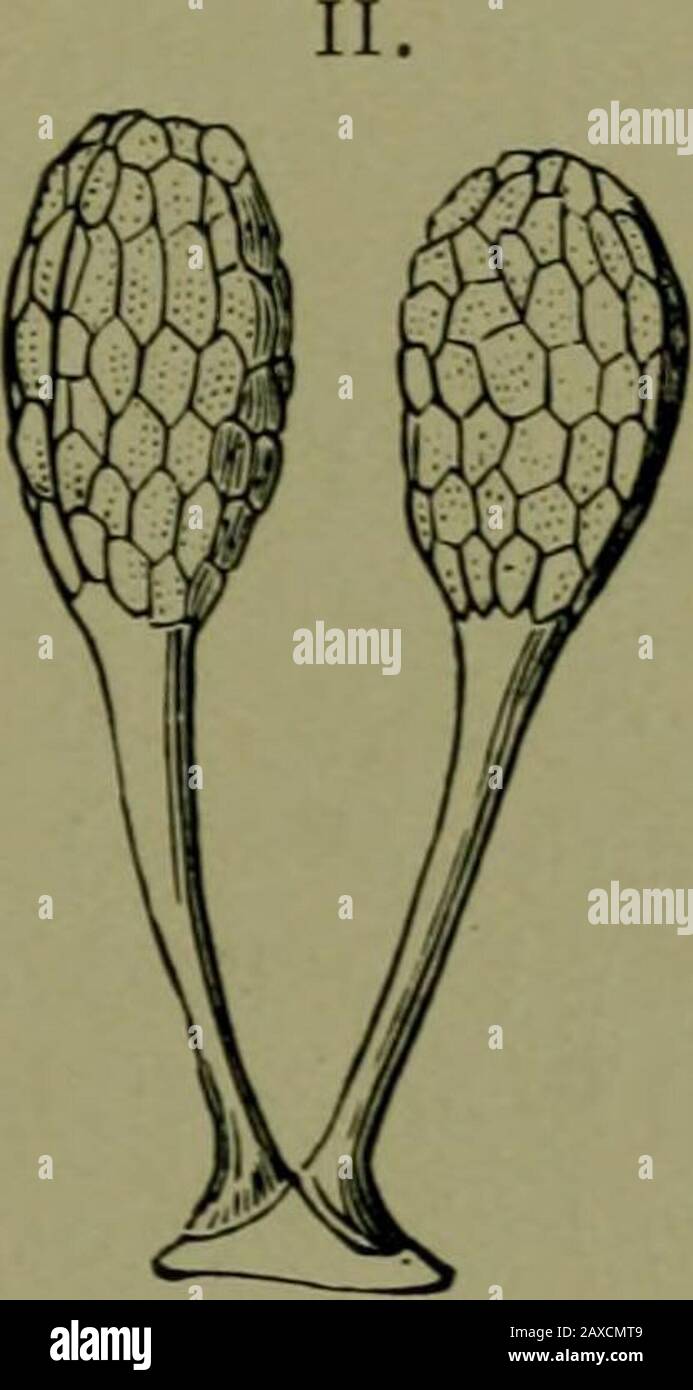Plants and their ways in South Africa . Fig. 248.—I. Floral Diagram of Disa. (From Edmonds and Marloths Elementary Botany for Souih Africa .) II. Pollen masses of an orchid joinedwith caudicles to a single gland. (From Thomd and Bennetts Structural andPhysiological Botany .) Key to Some of the Larger Genera of Orchids. A, Anthers lid-like.B. Pollen masses 2-8, waxy. Not joined to agland of the rostellum.Petals linear; lip entire; terrestrial or epiphytic. Pollinia 4 . . Liparis. BB. Pollen masses waxy, stalk united to a glandof the rostellum.C. Lip not spurred ; 3-lobed ; epiphytic . Polystach Stock Photo