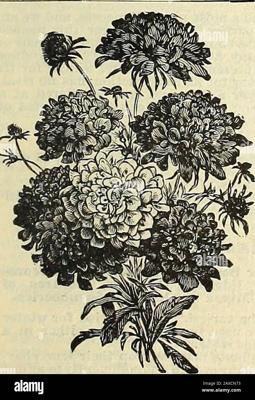 Illustrated hand book : Rawson's vegetable & flower seeds / W.WRawson & Co. . dens. Bright-scarlet; a constant bloomer; 2 ft 10 SEDUM (Stonecrop). Hardy Annuals. Pretty little plants, growing freely on rock or rustic work,also on ornamental mounds, where they flower in great profusion. 770 Sedum, fine mixed 10 STATICE. Half-hardy Perennials. Exceedingly interesting plants, of easy culture; free flower-ing, and reiuain a long time in bloom. 771 Incana hybrida. Mixed colors; 1 ft 10 772 Suworowi. Each plant produces ten to fifteen flower spikes; bright rose-color, shaded with crimson 10 773 Supe Stock Photo