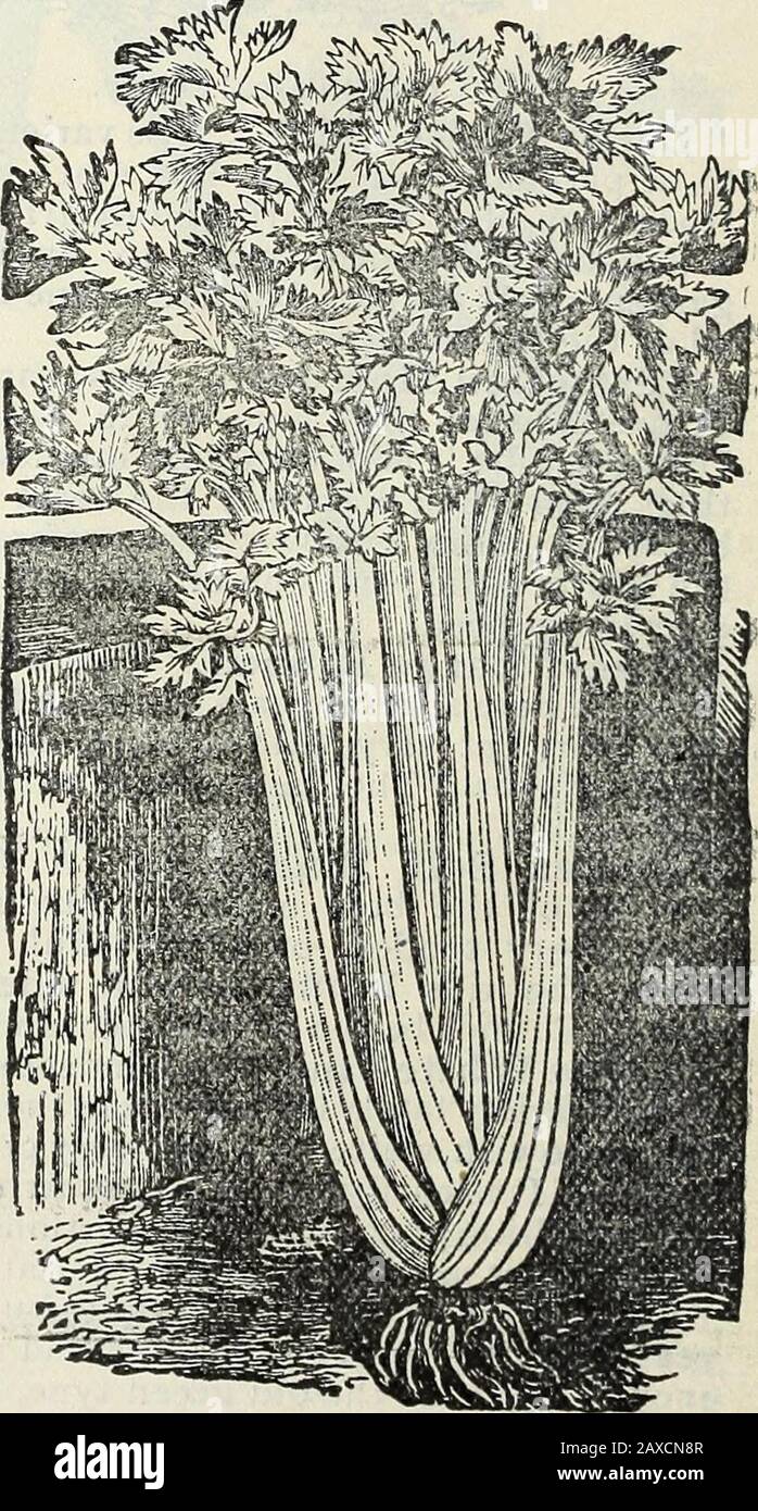 Steckler's seed catalogue and garden manual for the southern states : 1902 . Lar^e White Solid Celery. Golden Self-Blanching Celery. Use Raffia for Budding, Tying, Etc., Cheaper than twine and lasts longer. GARDEN MANUAL FOR THE SOUTHERN STATES- CHERVII,. CERFEUiE (Fr.), Kerbeekraut (Ger.)An aromatic plant, used a good deal for seasoning, especially in oyster soup, and Isoften cut between Lettuce when served as a salad. In the North this vegetable is very lit-tle known, but in this section there is hardly a garden where it is not found. Sow broad-cast during fall for winter and spring, and in Stock Photo