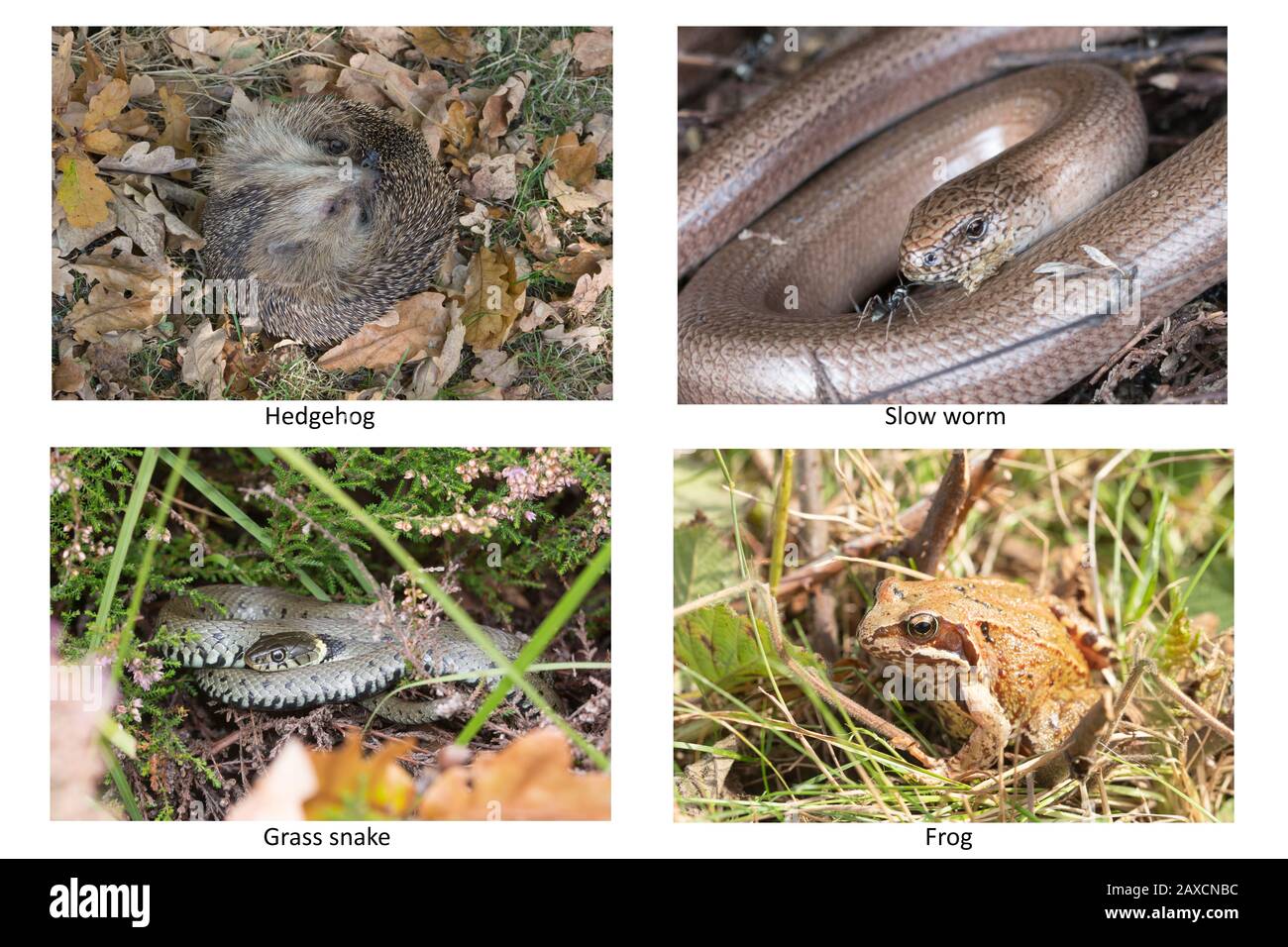 Composite image of garden wildlife species in the UK Stock Photo