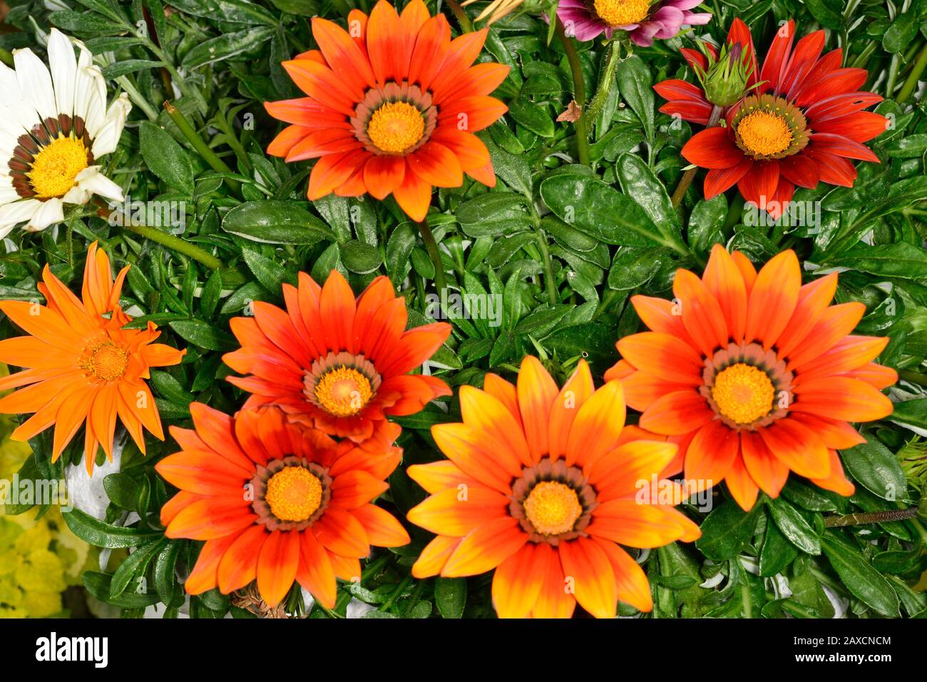 Gazania hybrid. Type Minister. Orange yellow flowers that opens in full