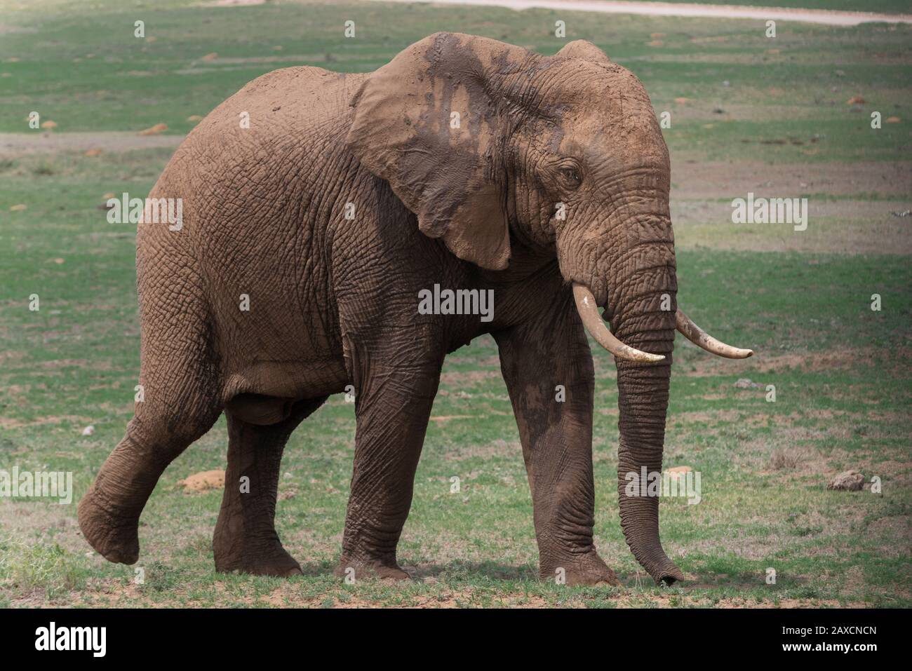 Large male African mud spattered elephant walks across the veldt in the Addo Elephant National Park, Eastern Cape, South Africa Stock Photo