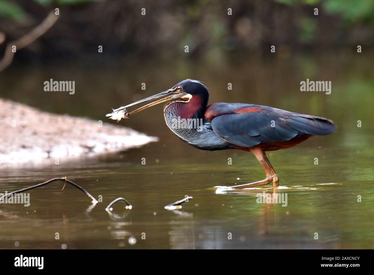 An Amazing Agami Heron in Caño Negro National Wildlife Refuge. This heron is the most rare and beautiful heron of the Central and south America. Stock Photo