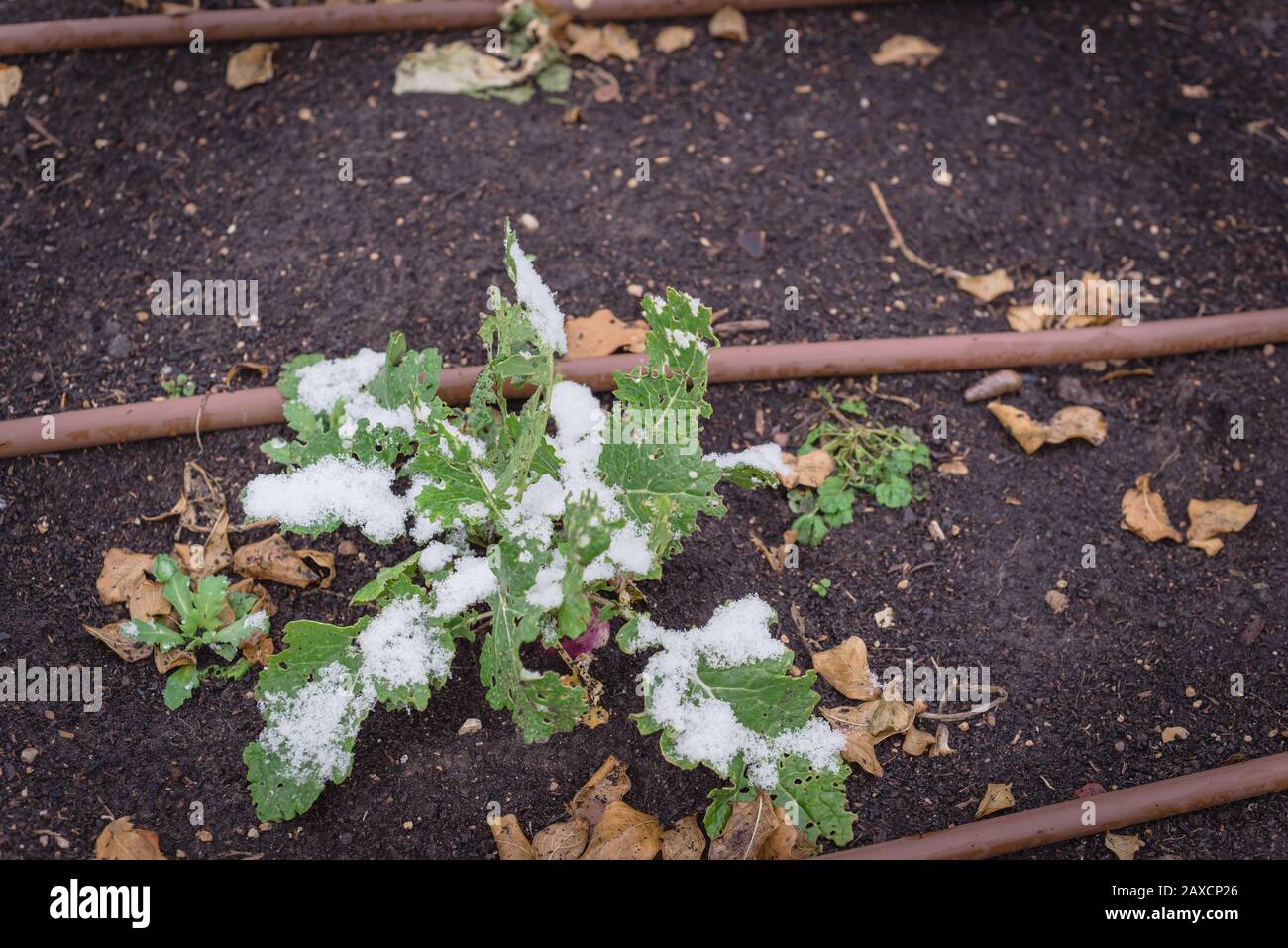 Raised bed garden with irrigation system and matured rutabaga plant freezing in Texas, USA Stock Photo