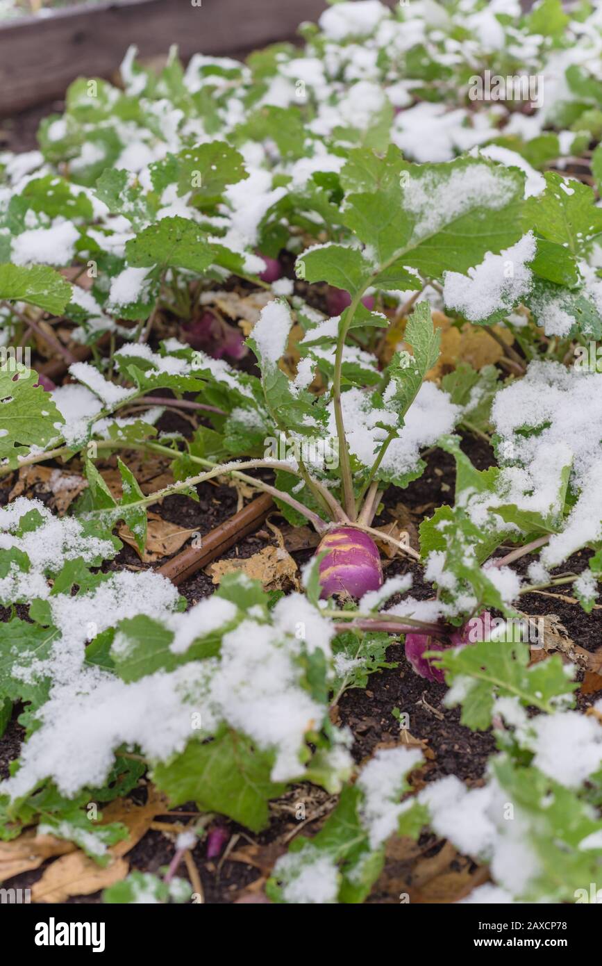 Matured Rutabaga Plant With Purple Root And Large Leaves Freezing In Winter Time In Texas Usa Stock Photo Alamy