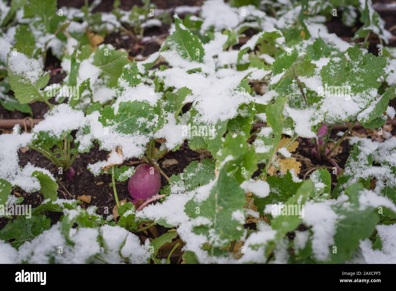 Top View Close up Rutabaga Plant With Purple Root Large Leaves Freezing top-view-close-up-rutabaga-plant-with-purple-root-large-leaves-freezing