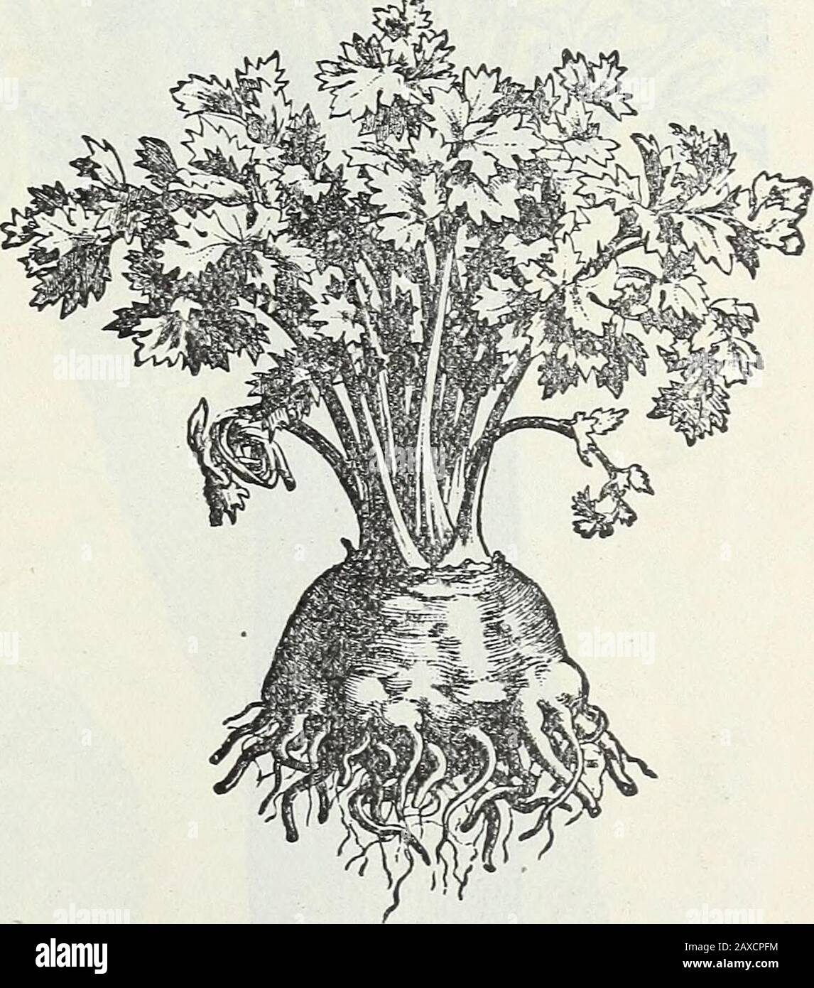 Steckler's seed catalogue and garden manual for the southern states : 1902 . Dwarf Large Ribbed Celery.. Celeriac or Turnip -Rooted Celery.kaa always produced a proportion of greeaplants, bat persevering selection for yearsenables them now to produce an almostabsolutely pure stock far superior to anythat has ever been offered. Our stock wasobtained from the originator. Hammers and Anvils for beating French Blades, 60 J. STECKXER SEED CO., I/TD., ALMANAC AND *Giant Pascal. This is a se-lection from the New Golden Self-Blanching Celery; it partakes cfthe best qualities of that variety,but it is Stock Photo