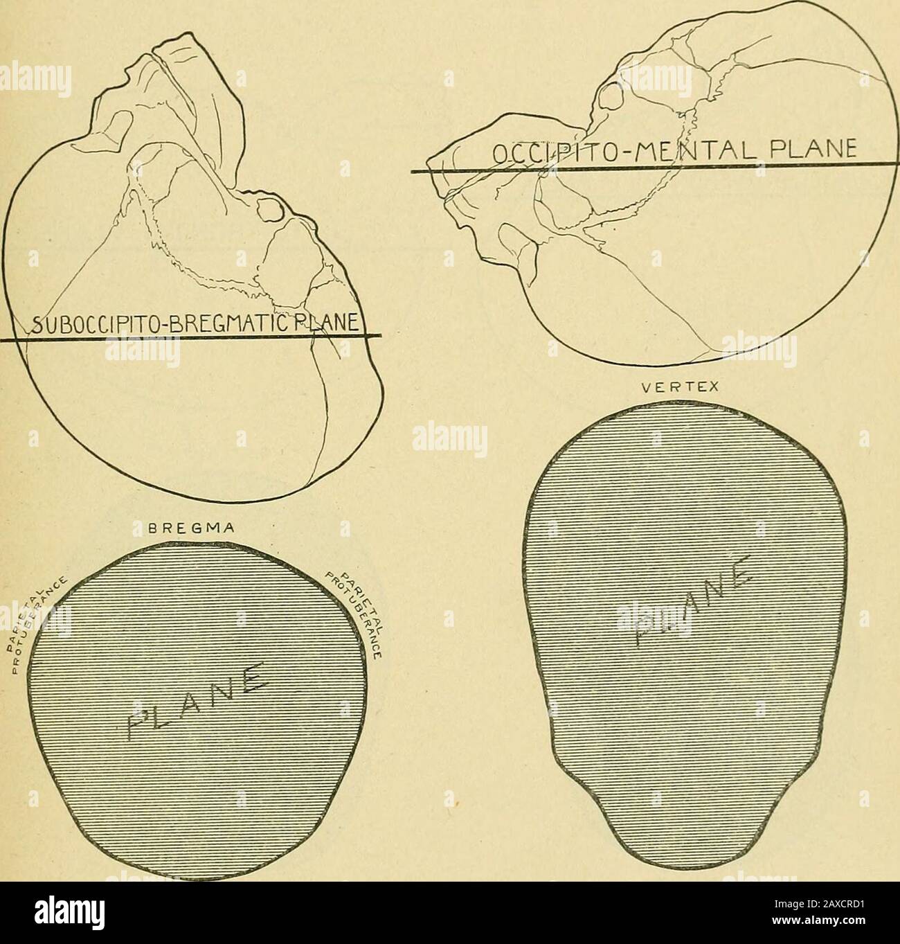 The practice of obstetrics, designed for the use of students and practitioners of medicine . ts circumference is 13I inches (35 cm.). 3. The sitboccipito-frontal plane (Fig. 542). This plane passes through thebitemporal and suboccipito-frontal diameters; it is also oval and irregular inshape; its circumference is 12 inches (30 cm.). 4. The suboccipito-bregmatic plane (Fig. 540). This section passes throughthe biparietal and suboccipito-bregmatic diameters. This plane is the smallest * Glabella, the space between the eyebrows. THE FETAL HEAD. 417 of all the head planes; is nearly circular in sh Stock Photo