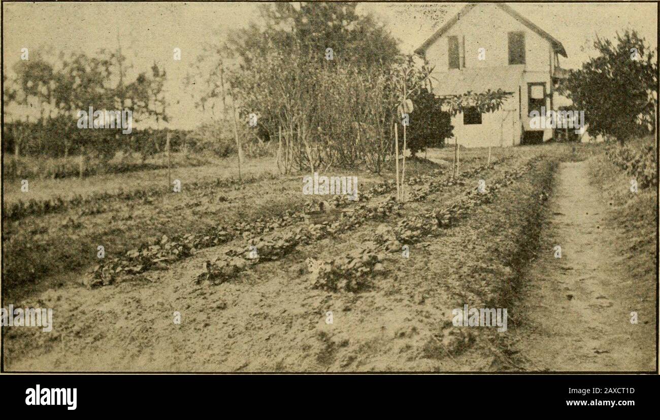 Gleanings In Bee Culture Fig At The Left Of The House In The Background Isthe Great Rubber Tree Three Years Ago Last June Itwas Just Coming Out Of The Ground