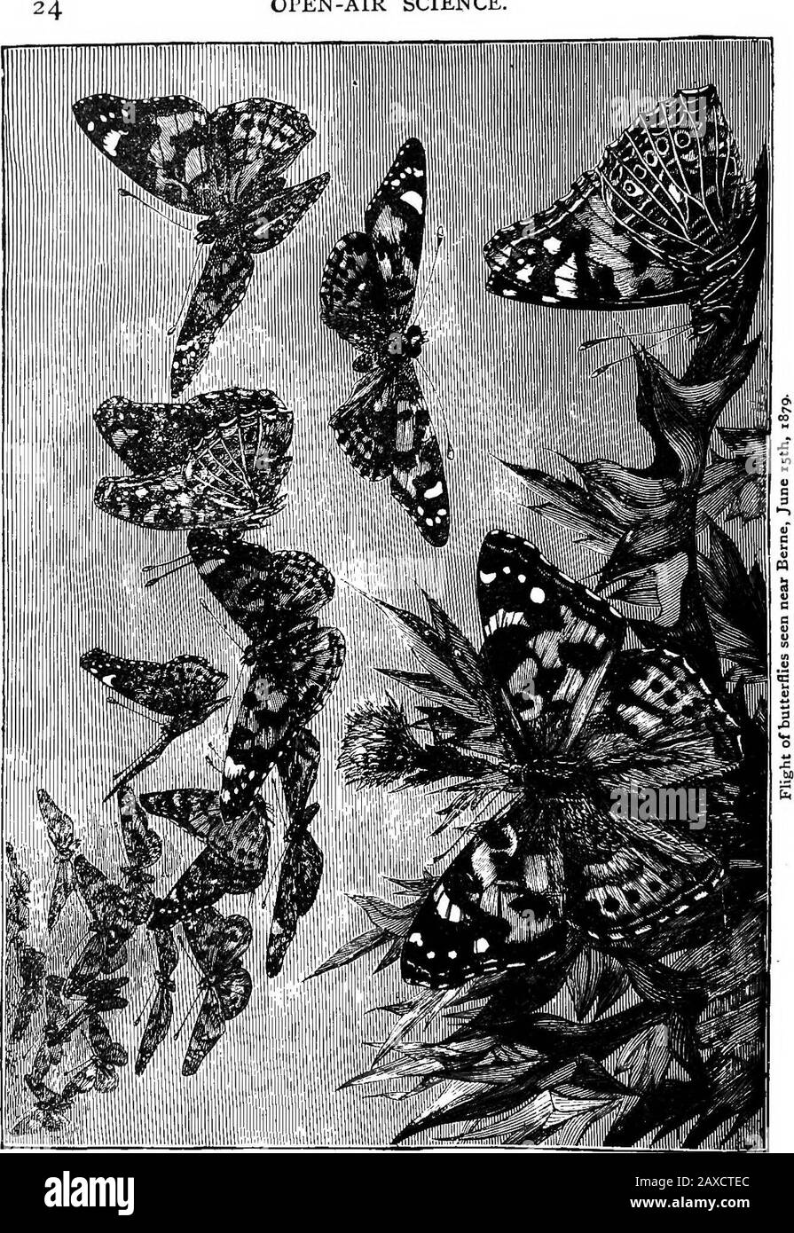 Scientific amusements . e of butterflies is accomplished, as every one knows,by means of a gauze net, with which we provided thechildren, and the operation of chasing afforded them somevery salutary exercise. It sometimes happens that butter-flies abound in such numbers that it is comparativelyeasy to capture them. During the month of June 1879,a large part of Western Europe was thronged with swarmsof Vanessa algina butterflies, in such numbers that theirappearance was regarded as an important event, andattracted the lively attention of all entomologists. Thispassage of butterflies provided th Stock Photo