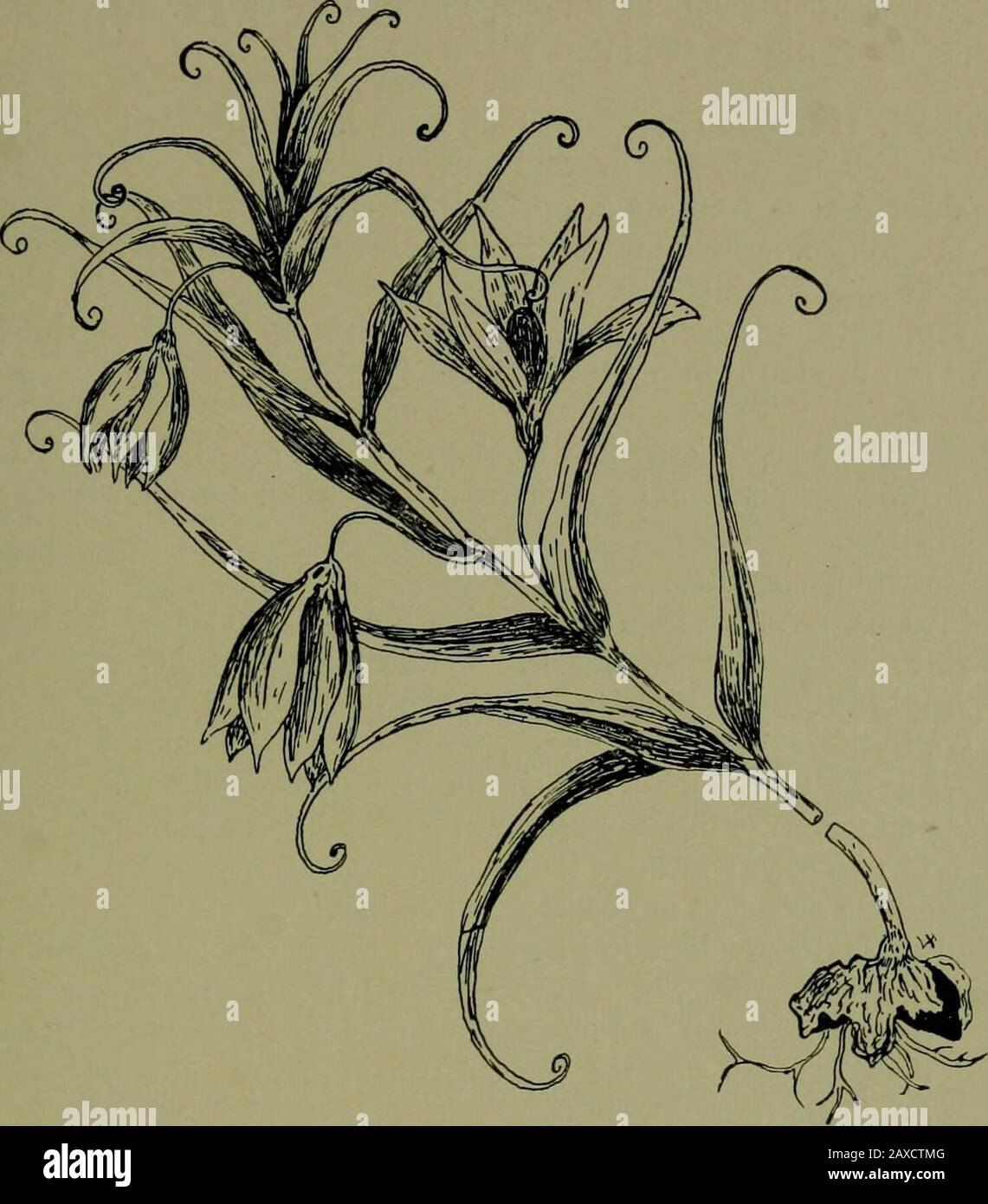 Plants and their ways in South Africa . Fig. 236.—Gloriosa superba, Linn. base; stigma 3-lobed. Seeds many, bright red. Flowers largeand handsome. Rootstock tuberous; stem slender, climbinglike Littonia by the curled leaf tips. From Albany to Natal. Sandy hills. Sandersonia.—Perianth tube tapering toward the throat,globose. Flowers bright yellow, hanging on slender stalksfrom the upper axils of the leaves. Leaves sessile alternate,2 to 4 inches long,  to S inch broad. Stems 1-2 feet high,leafy. Found in the Eastern region. Classification of Plants 261. Fig. 22)7.—Littonia modesta, Hook.Order Stock Photo