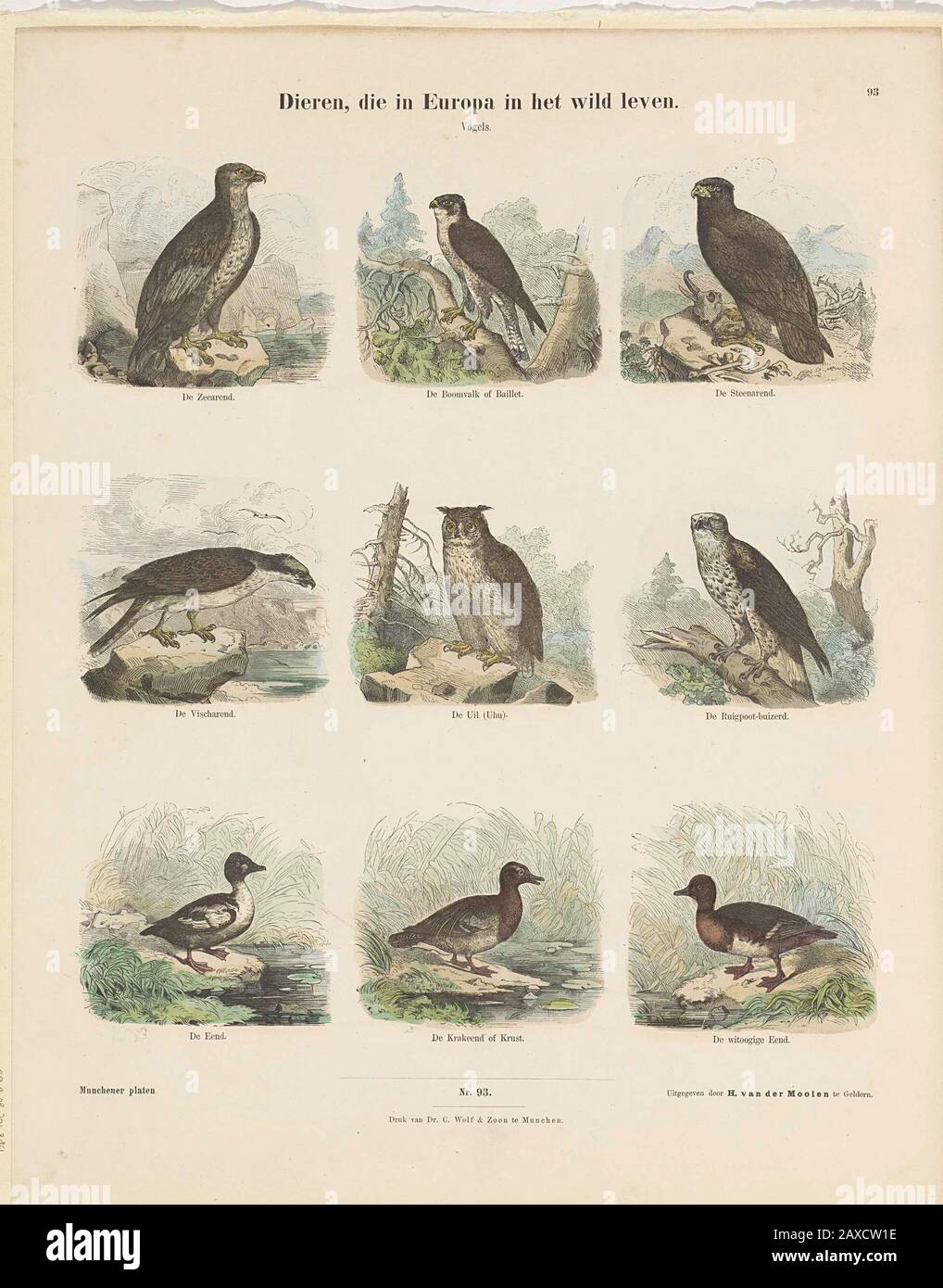 'Dieren, die in Europa in het wild leven; Blad met 9 voorstellingen van vogels, waaronder een zeearend, een steenarend, een uil en eenden. Onder de afbeeldingen een onderschrift. Genummerd midden onder: Nro. 93. Genummerd rechtsboven: 93.; Iconclasscode: 25F3; Iconclasscode: 25F33(EAGLE); Iconclasscode: 25F36(DUCK); Iconclasscode: 25F34; print; volksprent; 1843 - ca.1820; 1843 - ca.1820; ' Stock Photo