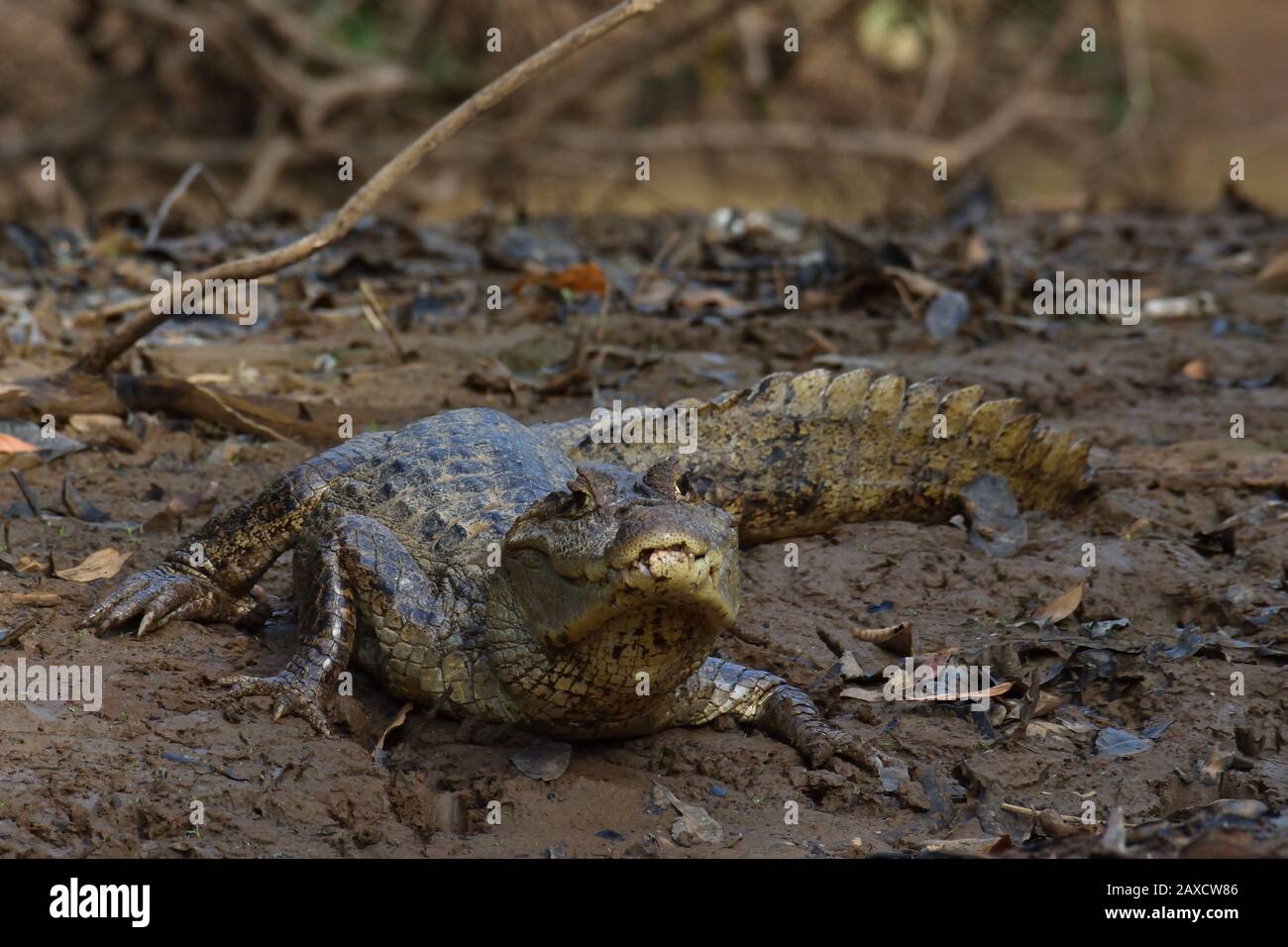 Spectacled Caiman in Costa Rica Swamp Stock Photo