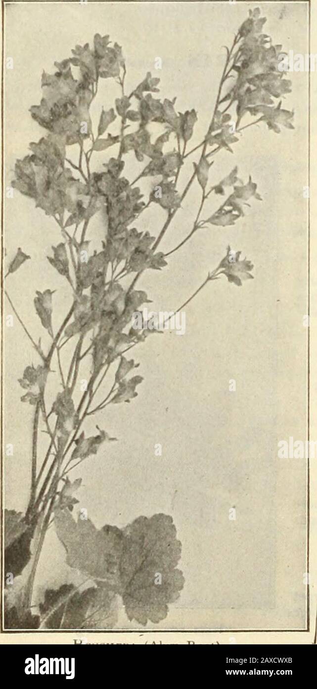 Dreer's garden book : seventy-fourth annual edition 1912 . Heuchbka (Alum Root) HnMEiuK-Ai.Lis (D.iy Lily). HEUCHHRA (Alum Root). Most desirable dwarf, comjiact, bushy plants of robust consti-tution and easy culture, growing l. to 2 feet high, and l)earingduring July and August loose, graceful spikes of flowers in thegreatest profusion; excellent subjects either for the border orrockery, and of great value for cutting.I^right coral-red.— Alba. Creamy white.Rosea. Rose-colored. Any of the above, 15 cts. each; $1.50 per doz.; $10.00 per 100.The four new varieties otfered below were selected as Stock Photo