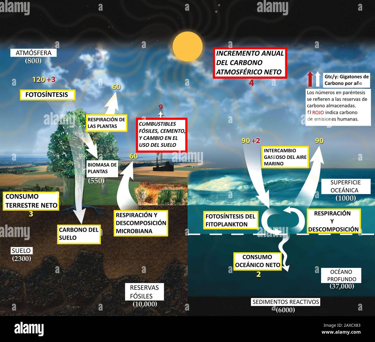 Carbon cycle diagram hires stock photography and images Alamy