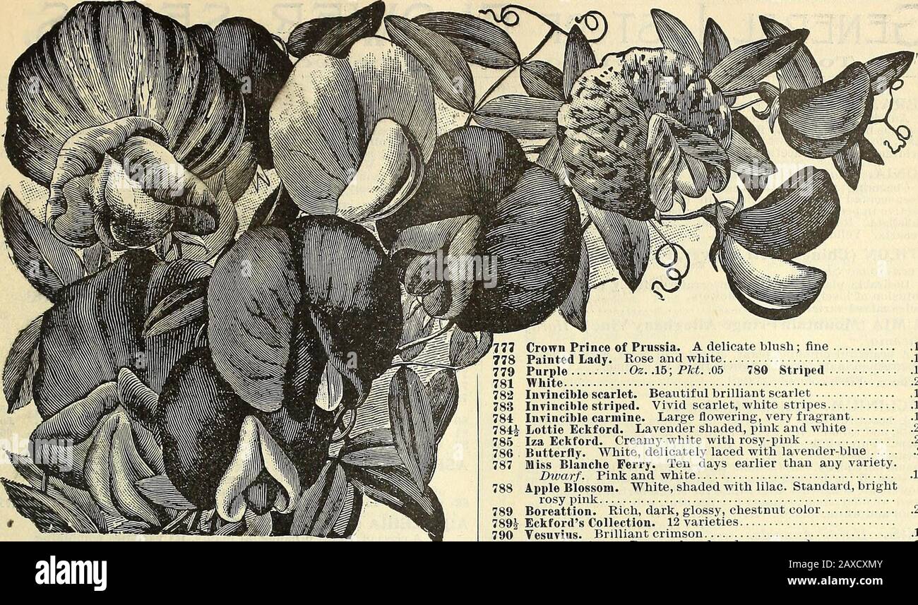 Illustrated hand book : Rawson's vegetable & flower seeds / W.WRawson & Co. . .501.00.50.50 576. Pas B^WSOIPS SPECIALTIES IJSf FLOWER SEEDS. 55. 774. Boston Beauties. STOCKS. Crimson Carmine-rose.. Violet Half-hardy Annuals.The stock Gillyflower is one of the most popular, beautiful,and important of our garden favorites. Ten-week Stocks.Comprising those varieties which if sown in Spring willflower in Summer and Autumn.Stocks, Dwarf, German, large-flowering. Canary-Tellow 10 732 White 10 733 Fine mixed Collection 12 distinct colors Collection 6 distinct colors Pyramidal. This variety produces m Stock Photo