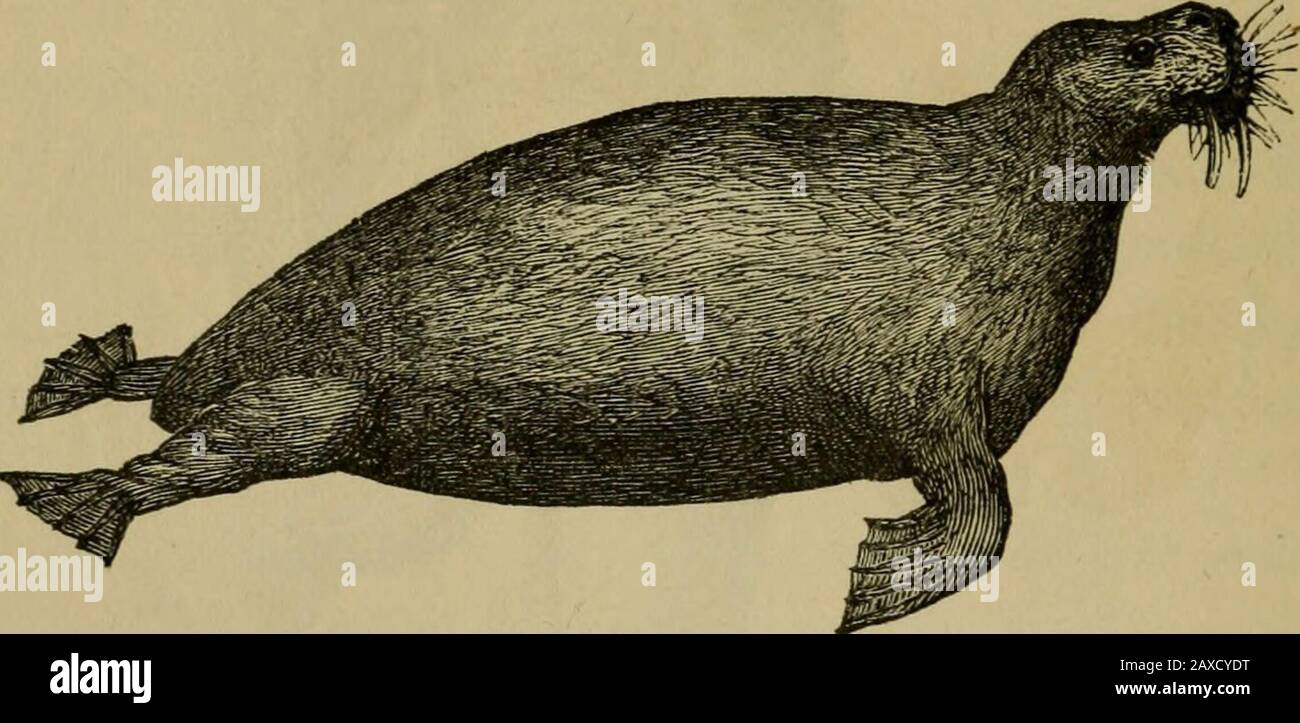Animal products; . 284 THE SEA ELEPHANT. feet long, covered with reddish  down, over which stiff grey hairprojected. They were especially hunted on  the Falkland Islands,Terra del Fuego, New Georgia, South Shetland,
