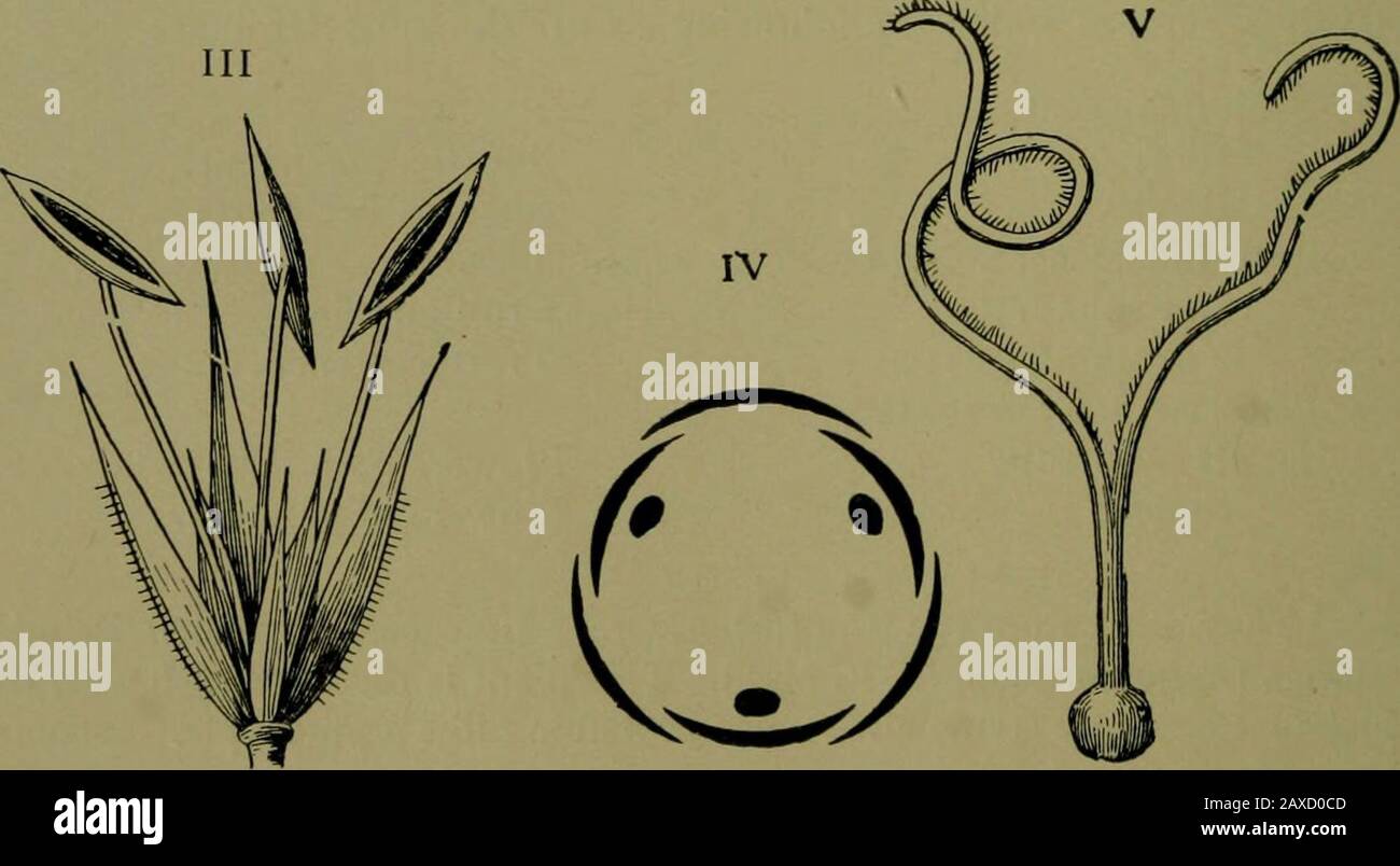 Plants and their ways in South Africa . YQ.22(i.—Restioc7ispidatus^Ixni. I. Stamen-bearing plant (112). II.Pistil-bearing plant (112). III. Staminate flower ( x 4). IV. Diagram of sta-minate flower. V. Pistil ( x 4). (From Edmonds and Marloths ElementaryBotany for South Africa .) Classification of Plants 251 Order Commelinace^. This order consists of a few genera of creeping or spread-ing herbs with sheathing leaves and jointed stems. Theflowers wither quickly, and, unlike most monocotyledons, thecalyx is green and the corolla only is coloured. Anthers ofsome filaments are either wanting Stock Photo