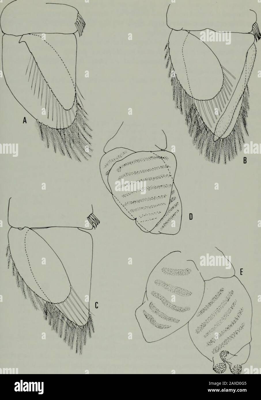 Annals of the South African MuseumAnnale van die Suid-Afrikaanse Museum . Fig. 8. Cymodocella sapmeri sp. nov.A—Antenna; B—Antennule; C—Pereiopod I; D—Pereiopod VII; E—Penes. Second maxilla, inner ramus with about ten fringed spines, both lobes ofouter ramus tipped with four or five pectinate curved spines. Maxillipedal palp 5-segmented, second segment longest; segments two,three and four somewhat lobed, lobes bearing clumps of simple setae; enditebearing about ten fringed spines, and single coupling hook. Pereiopod I with propodus, carpus, merus, and distal part of ischiumbearing pile of fine Stock Photo