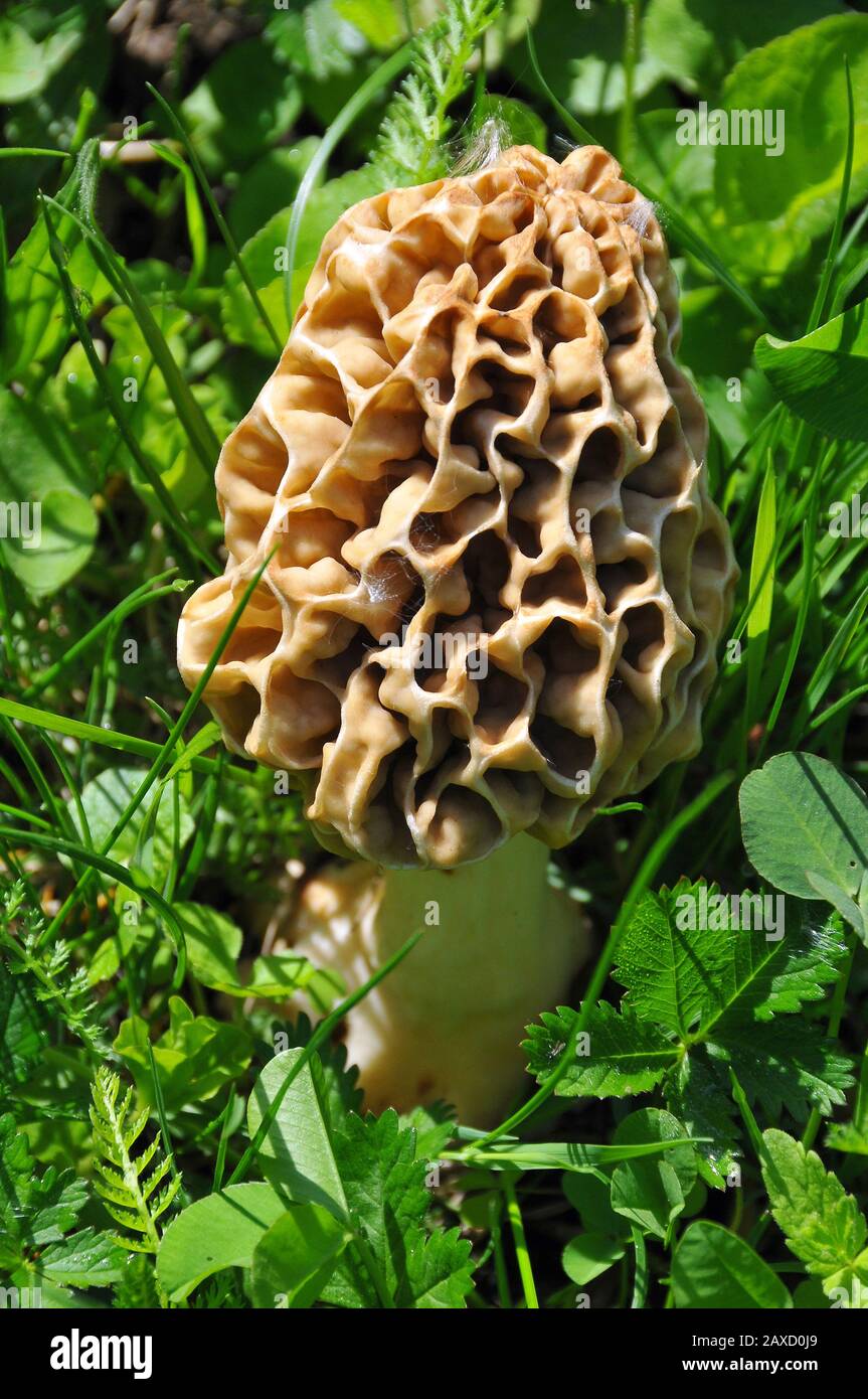 True morel hires stock photography and images Alamy