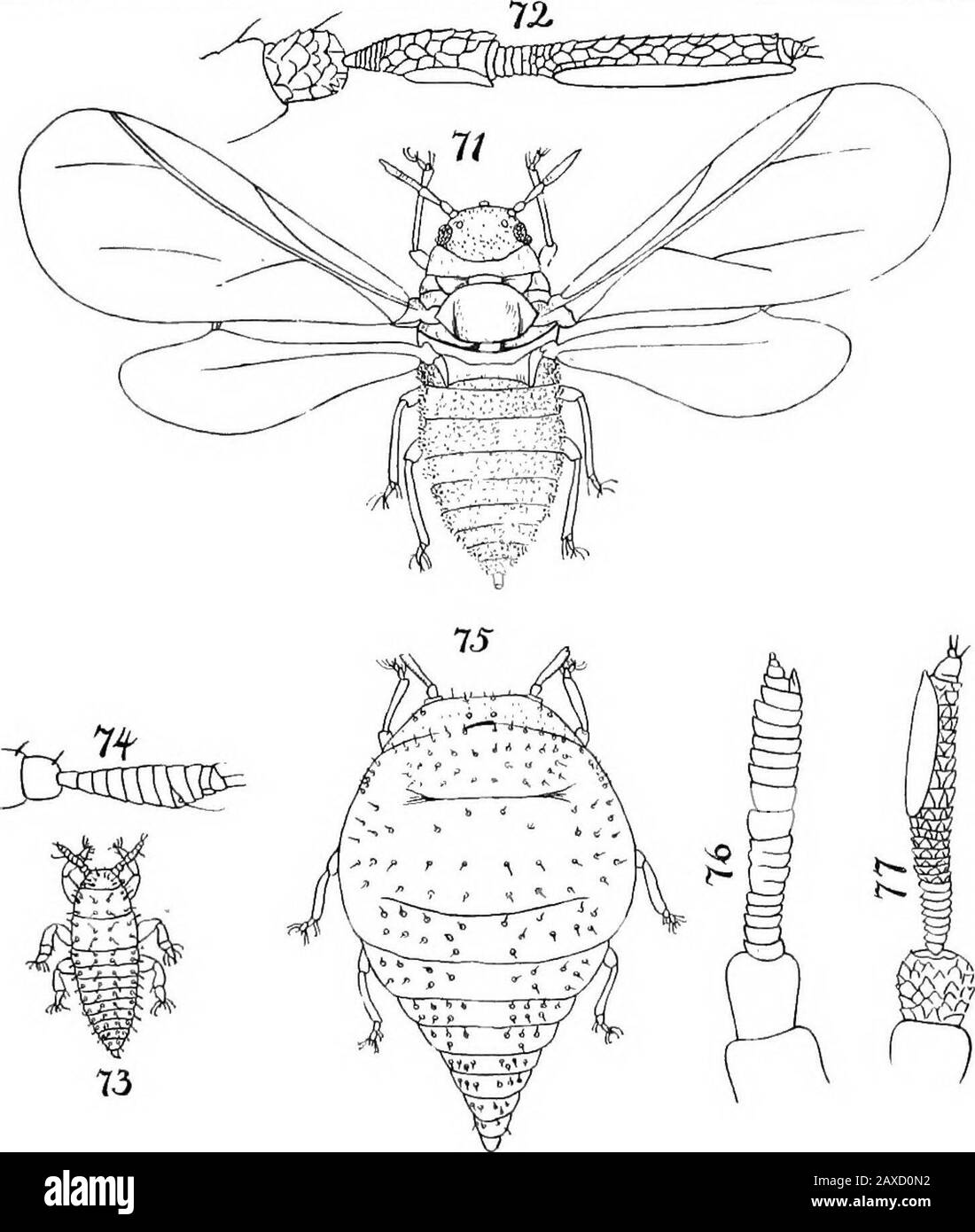 North American Phylloxerinae affecting Hicoria (Carya) and other trees . .-^OHiSS- PLATE XI. Phylloxera c.-fallax Walsh. Fig. 71. Migratory female—enlarged 40 diameters. Fig. 72. Antenna of migratory female -enlarged 250 diameters. Fig. 73. Male—enlarged 40 diameters. Fig. 74. Antenna of male—enlarged 250 diameters. Phylloxera conicum (Shimer). Fig. 75. Stem-mother—enlarged 40 diameters. Fig. 76. Antenna of stem-mother—enlarged 250 diameters. Fig. 77. Antenna of migratory female—enlarged 250 diameters. Fig. 78. Mature gall, vertical section—much enlarged. Phylloxera c.-avellana Riley Fig. 79. Stock Photo