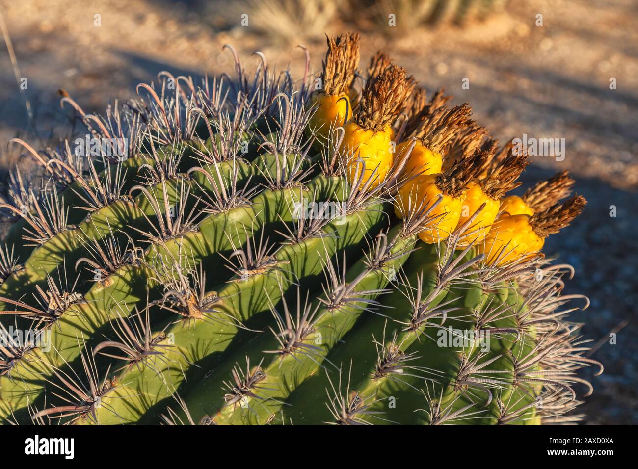 PlantFiles Pictures: Ferocactus Species, Arizona Barrel Cactus, Candy  Barrel, Fishhook Barrel, Southwestern Barrel (<i>Ferocactus wislizeni</i>)  by cacti_lover