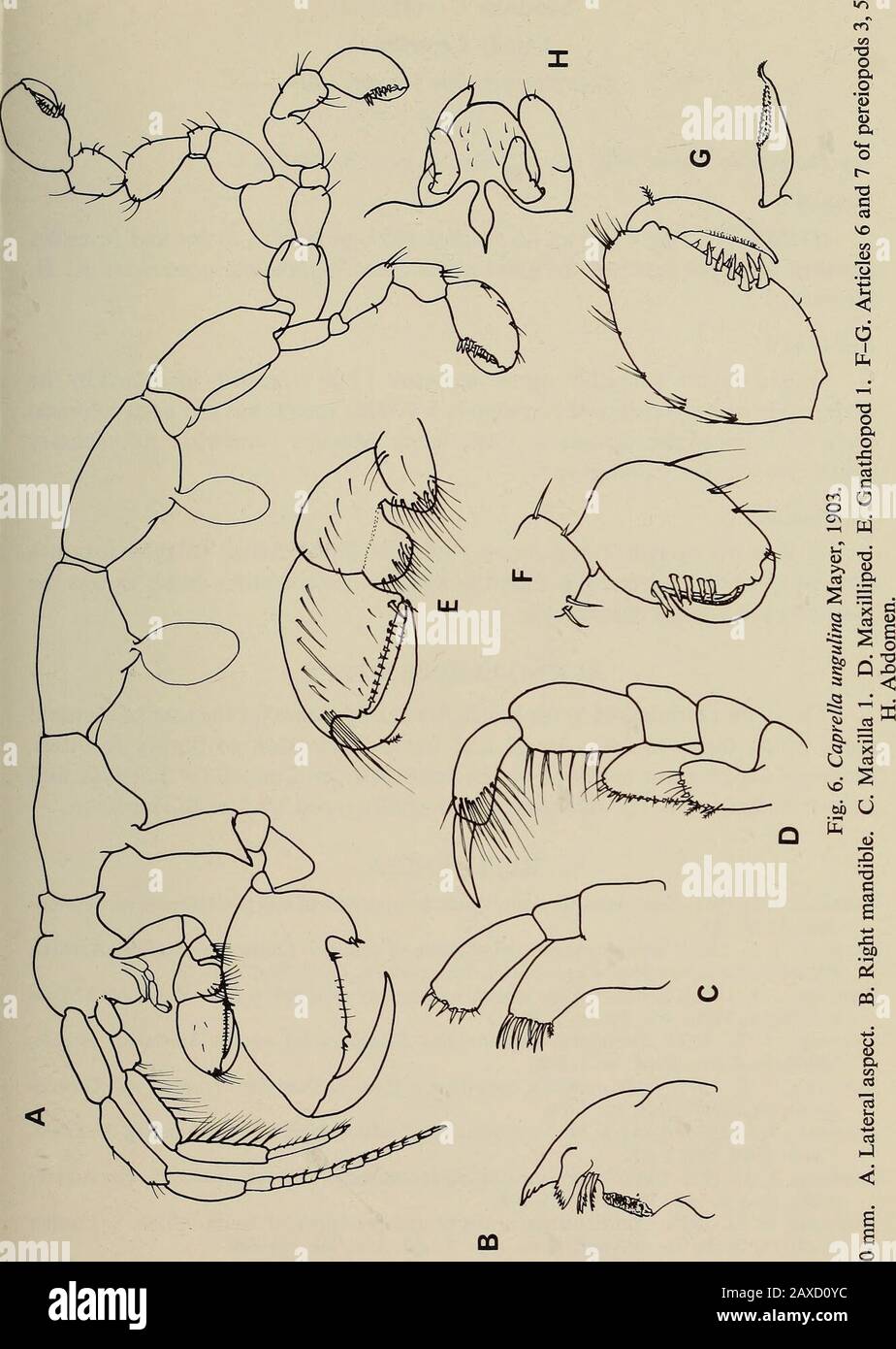 Annals of the South African Museum = Annale van die Suid-Afrikaanse Museum . DEEP-SEA AMPHIPODS FROM WEST OF CAPE POINT, SOUTH AFRICA 103. 104 ANNALS OF THE SOUTH AFRICAN MUSEUM Suborder CaprellideaFamily Caprellidae Caprella ungulina Mayer, 1903Fig. 6 Caprella ungulina Mayer, 1903: 127, pi. 5 (fig. 36), pi. 8 (figs 30-31). Records 33°50S 17°21E, 1 100 m, 25 August 1959, numerous males and juvenilesattached to appendages of the giant stone crab Neolithoides asperrimus K. H.Barnard. Remarks One of the few caprellids occurring below 1 000 m, readily identified by thestrong spines on the palms of Stock Photo