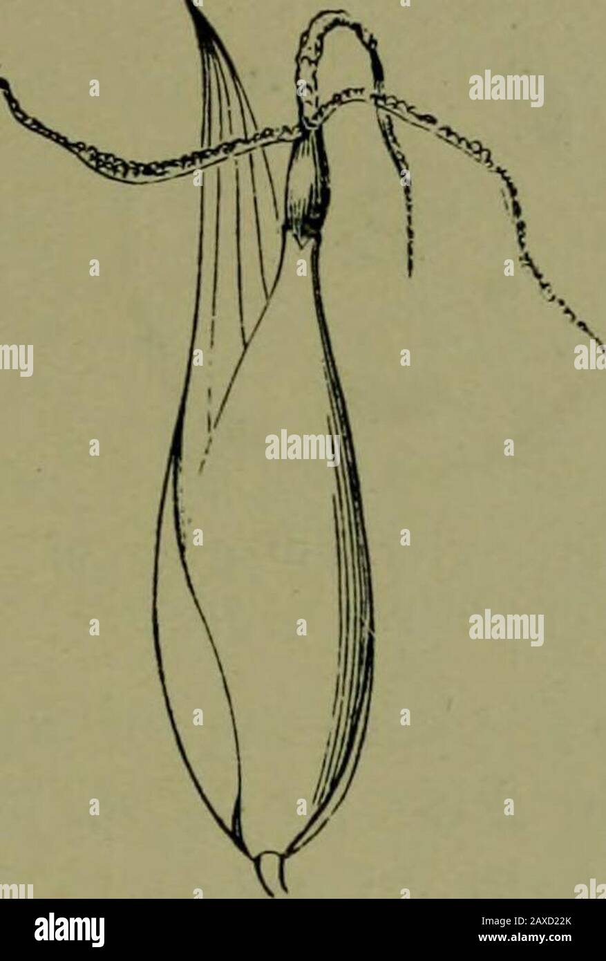 Plants and their ways in South Africa . Fig. 220.—I. Staminate flower. II. Pistillate flower of Carex. (FromThom^and Bennetts Structural and Physiological Botany.) Carex.—Glumes overlapping, placed all around the stem.The flowers are usually imperfect. Order Graminace^e, the Grass Family. Stem cylindrical or compressed (not 3-angled), hollow (notin Indian corn or sugar cane), with solid nodes. Leaves 2-ranked, sheath split, ligule present. Flowers in the axils ofglumes; perianth of two minute lodicules; stamens 3 (some-times 6); anthers versatile. Fruit an achene (caryopsis). The number of gen Stock Photo
