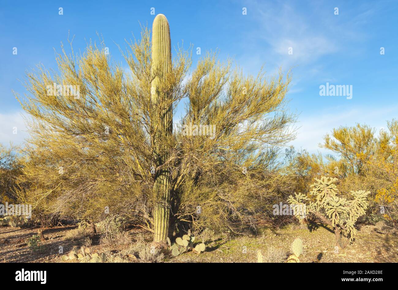 A saguaro cactus,C. gigantea, grows through a little-leaved Palo Verde tree, Parkinsonia microphylla, Saguaro National Park, Arizona, United States Stock Photo