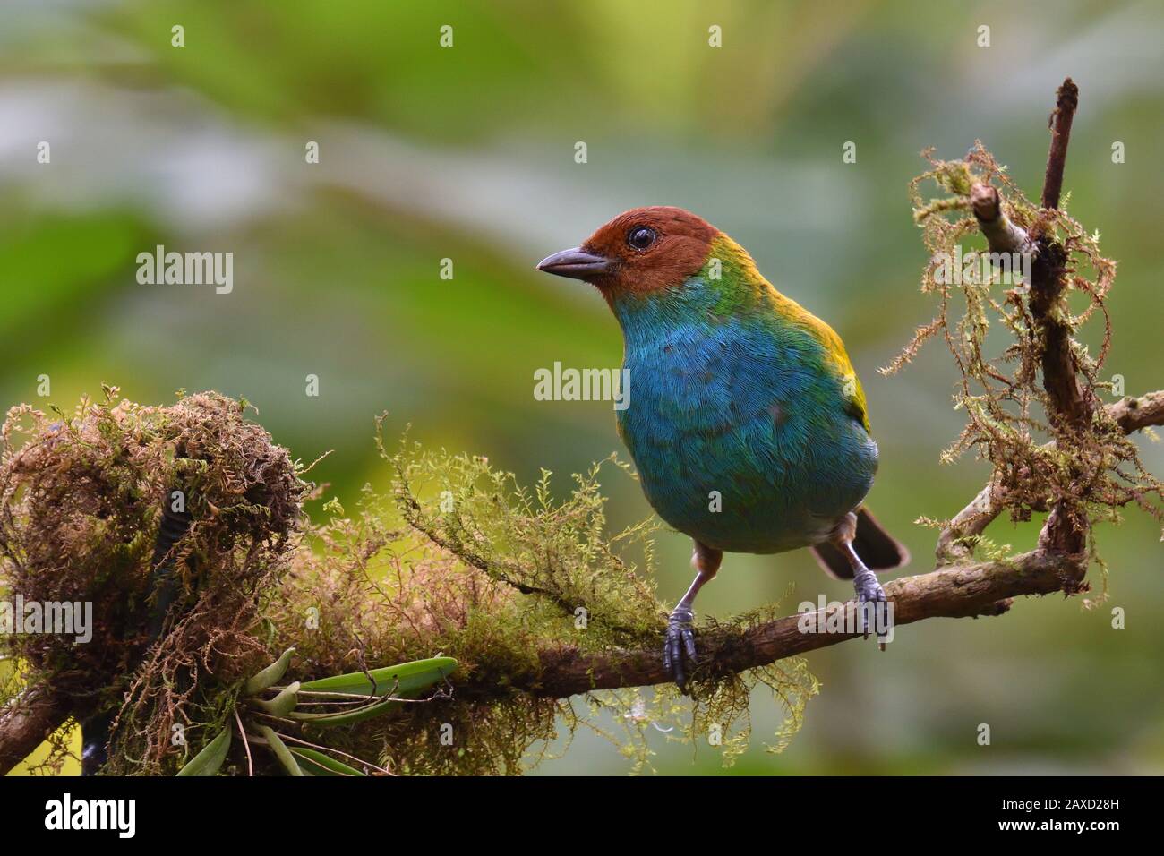 An Bay-headed tanager in Costa Rican rainforest Stock Photo