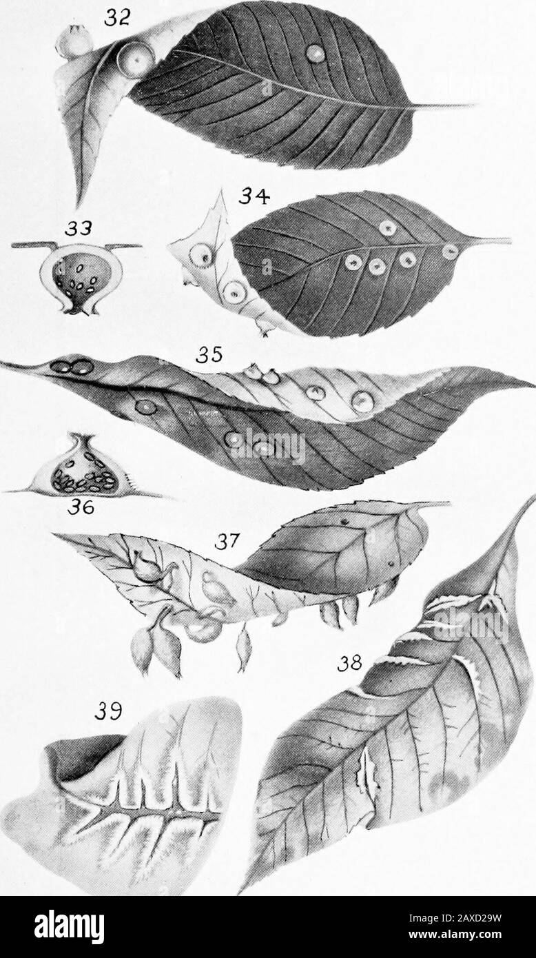 North American Phylloxerinae affecting Hicoria (Carya) and other trees . ^y-- PLATE VI. Phylloxera c.-avellana Riley. Fig. 32. Mature galls, from beneath—natural size. Fig. 33. Mature gall, vertical section—much enlarged. Fig. 34. Mature galls, variety—natural size. Fig. 35. Mature galls, variety ; above and beneath—natural size. Fig. 36. Mature gall, variety; vertical section—much enlarged. Phylloxera c.-gunimosa Riley. Fig. 37. Mature gall—reduced ]/&gt;,. Phylloxera c.-vena Fitch. Fig. 38. Mature galls, from aljove—natural size. Fig. 39. Mature galls, from beneath—greatly enlarged. PLATE VI Stock Photo