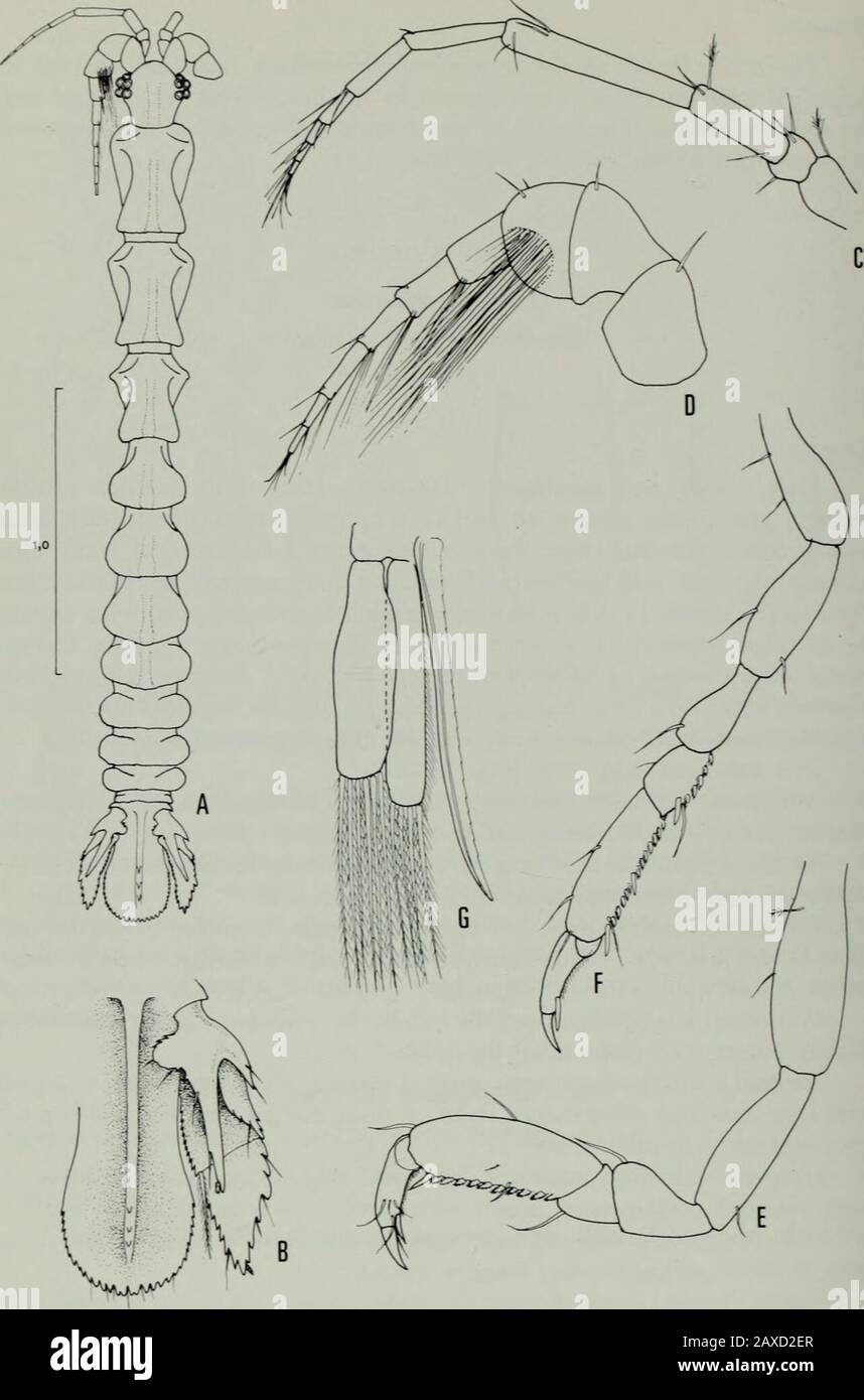 Annals of the South African MuseumAnnale van die Suid-Afrikaanse Museum . s; flagellum 6-segmented. Pereiopod I dactylus with well-developed unguis; propodus two and a halftimes longer than wide, ventral margin bearing single distal spine plus 10 smallserrate spines; carpus short, triangular. Following pereiopods essentially similar to pereiopod I, but with carpislightly longer, not underriding the propodi. Pleopod 2 with elongate rami, exopod carrying six slender setae, endopodwith four setae and sabre-shaped stylet on inner margin reaching well beyondapex of ramus, apically acute. Uropods an Stock Photo