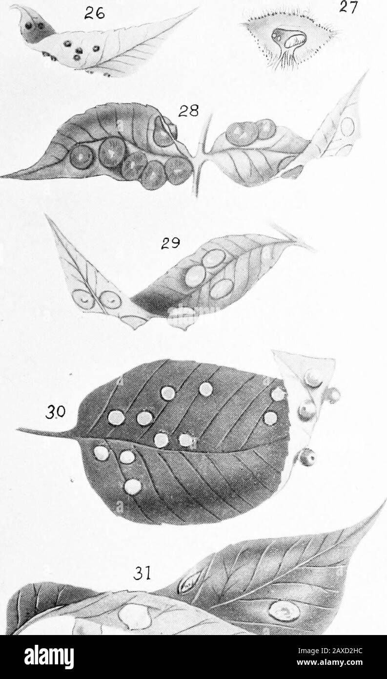 North American Phylloxerinae affecting Hicoria (Carya) and other trees . PLATE V. Phylloxera conica (Shimer). Fig. 26. Young galls, above and beneath—natural size. Fig. 27. Young gall, vertical section—enlarged. Fig. 28. Mature galls, above and beneath—natural size. Fig. 29. Mature galls, variety ; above and beneath—natural size. Phylloxera c.-avellana Riley. Fig. 30. Young galls, above and beneath—natural size.Fig. 31. Mature galls, above and beneath—natural size. PLATE V. Stock Photo