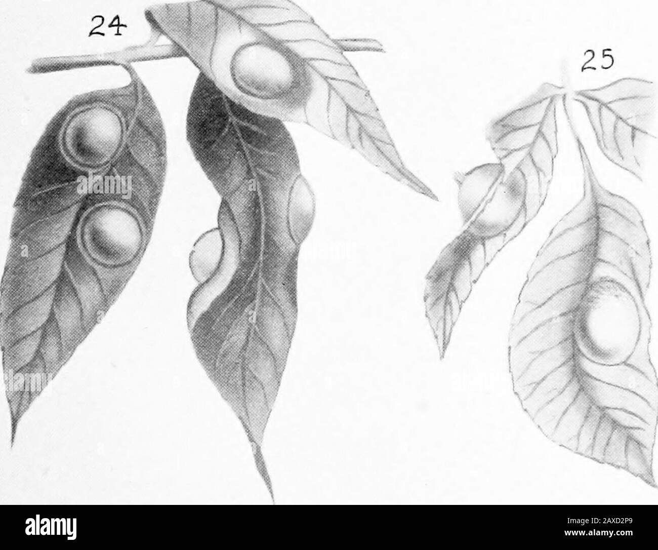 North American Phylloxerinae affecting Hicoria (Carya) and other trees . •». PLATE V. Phylloxera conica (Shimer). Fig. 26. Young galls, above and beneath—natural size. Fig. 27. Young gall, vertical section—enlarged. Fig. 28. Mature galls, above and beneath—natural size. Fig. 29. Mature galls, variety ; above and beneath—natural size. Phylloxera c.-avellana Riley. Fig. 30. Young galls, above and beneath—natural size.Fig. 31. Mature galls, above and beneath—natural size. PLATE V Stock Photo